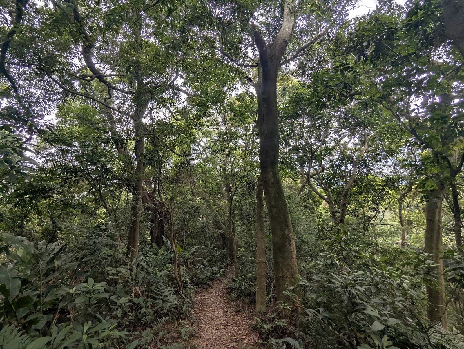 林蔭扶疏的大艽芎古道,清代曾是大溪進入角板山的重要捷徑