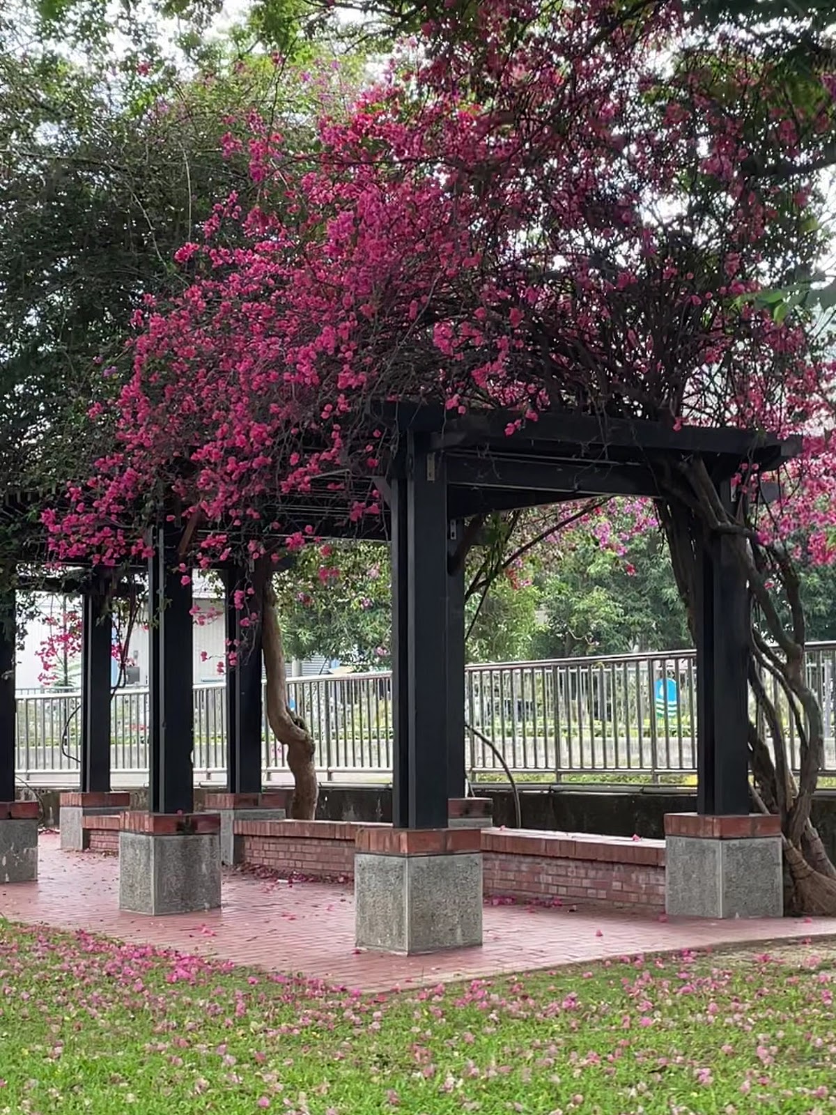 頂灣潭生態走廊沿途九重葛盛開,為社區公園增添色彩