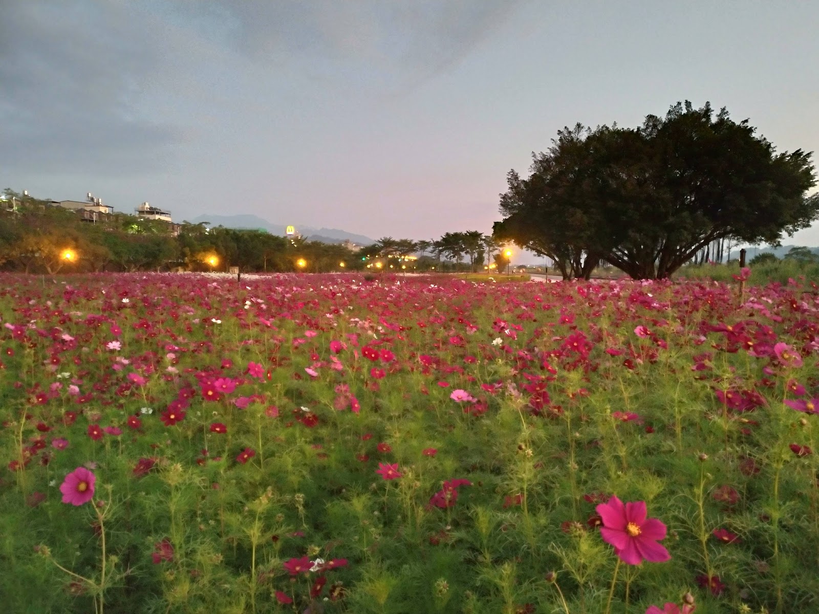 東勢河濱休閒公園波斯菊花海夕陽景色