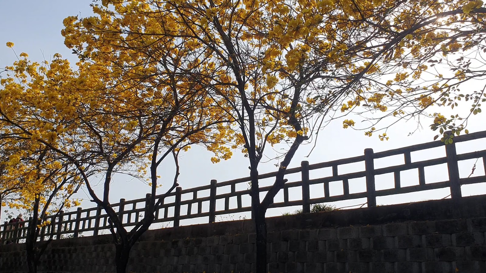 雲林斗南崙仔溪黃金風鈴木－堤防上盛開的黃金風鈴木逆光剪影，遠處有遊客散步身影