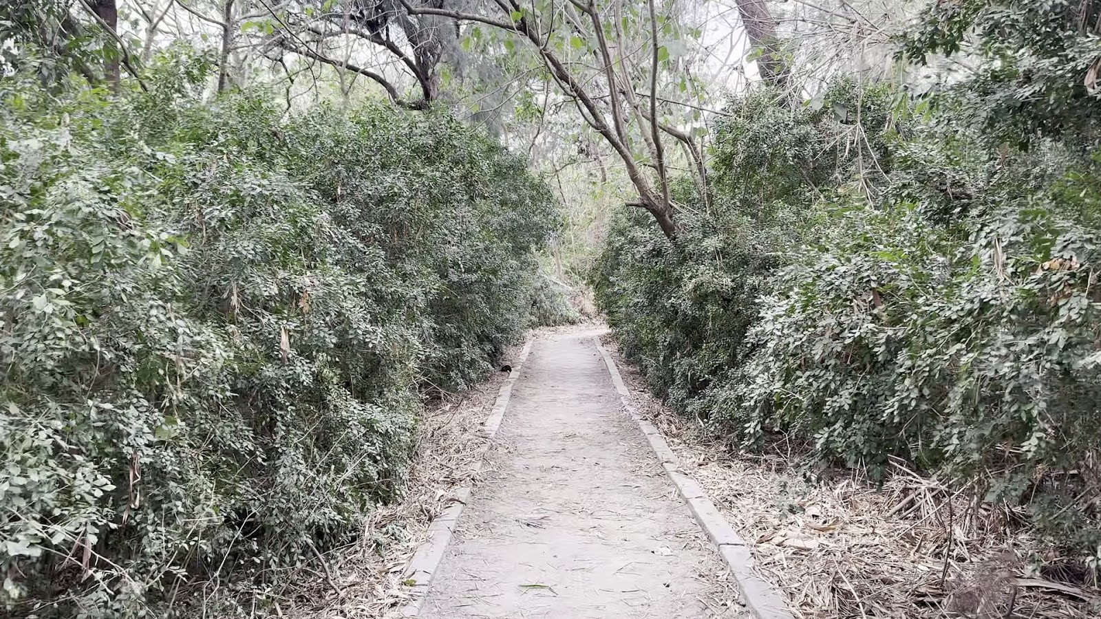 二崙自然步道沙地林間小徑