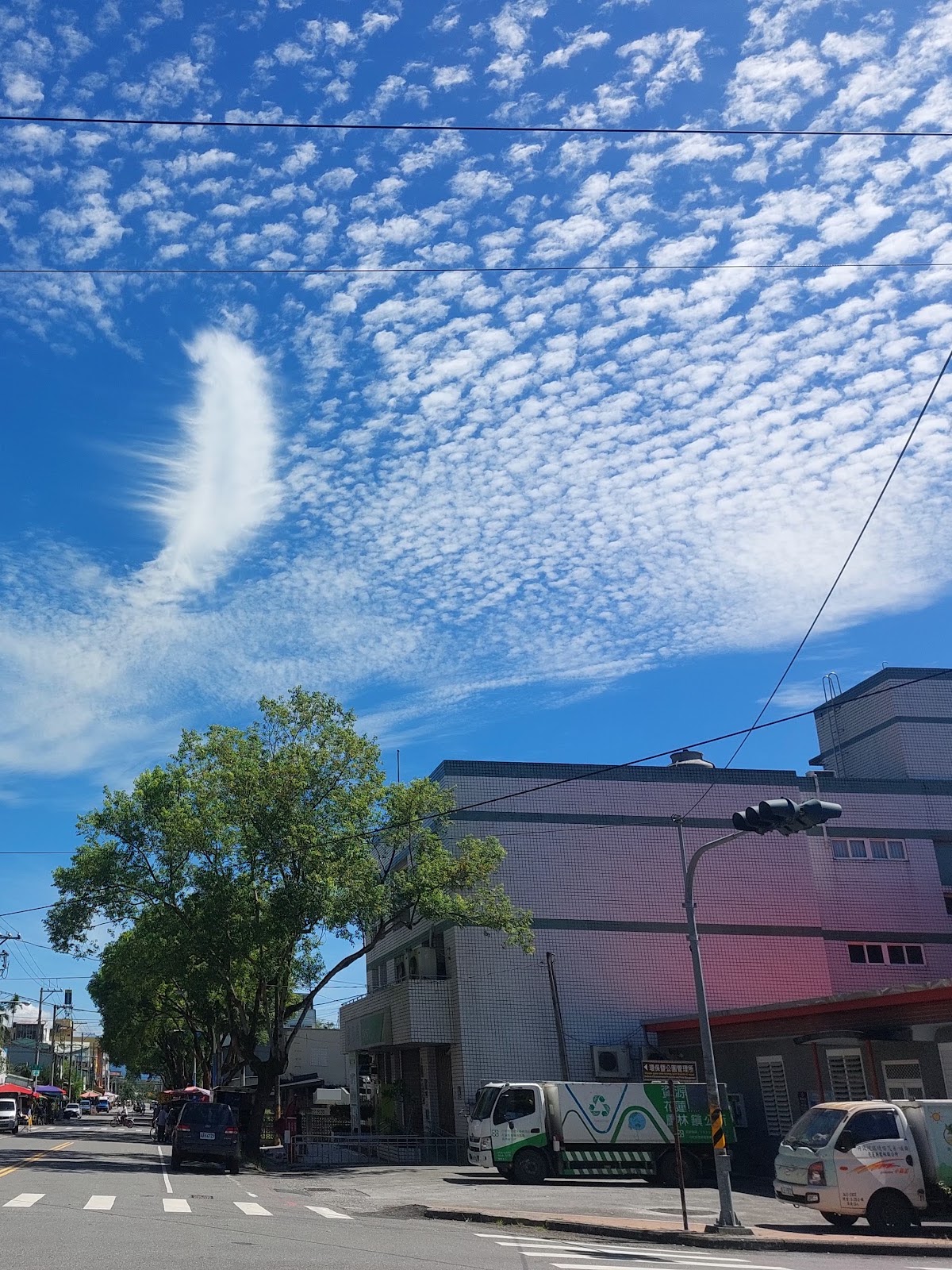 鳳林鎮公所周邊人行道造型樹木排列