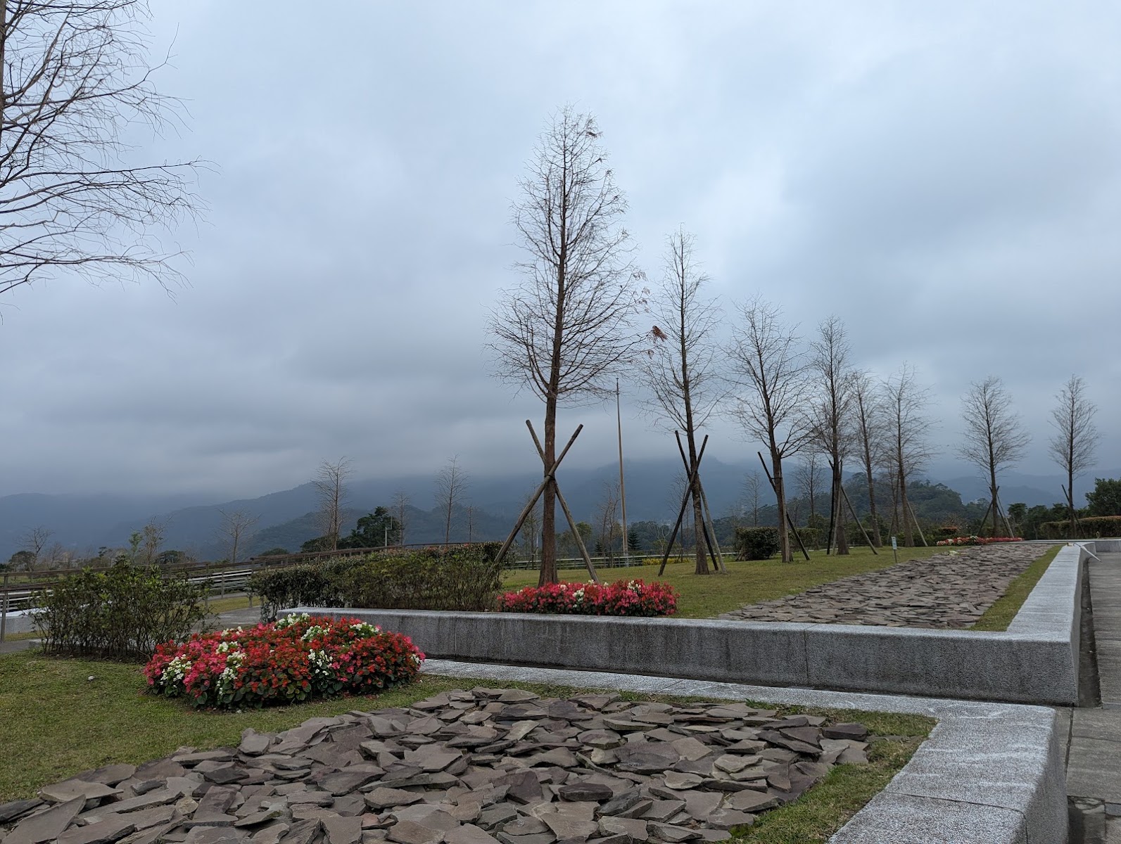 福德坑環保復育公園步道旁落羽松樹列與粉紅花叢