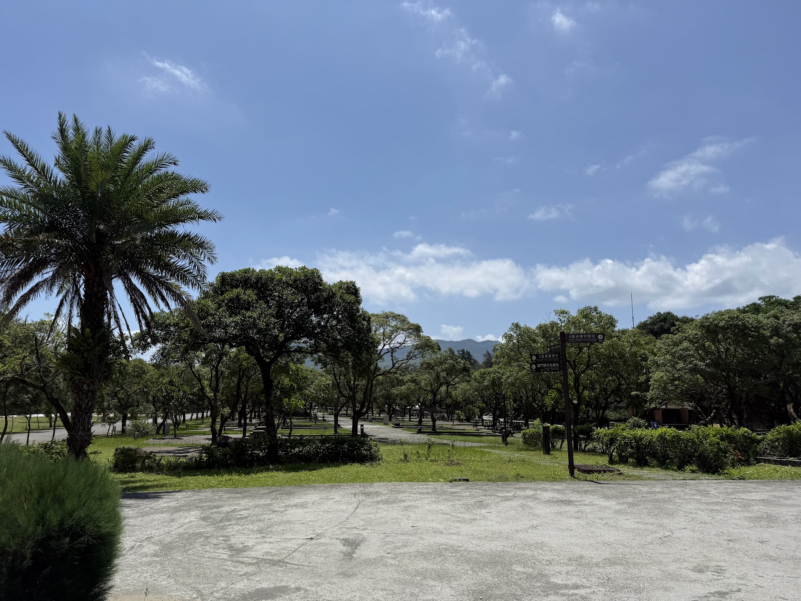 龍門露營區高大棕櫚樹與木製園區指標，藍天開闊草坪