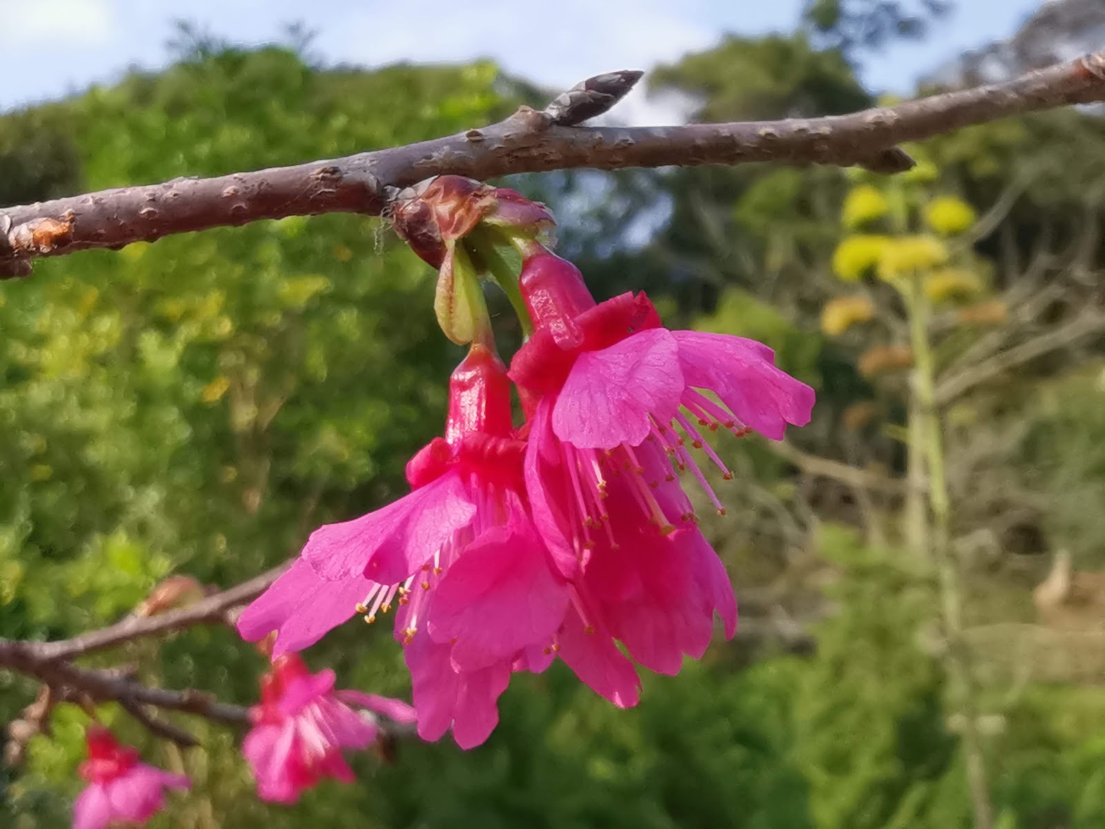 庭院一株寒緋櫻悄悄綻放，粉紅花瓣為古厝增添一抹春色