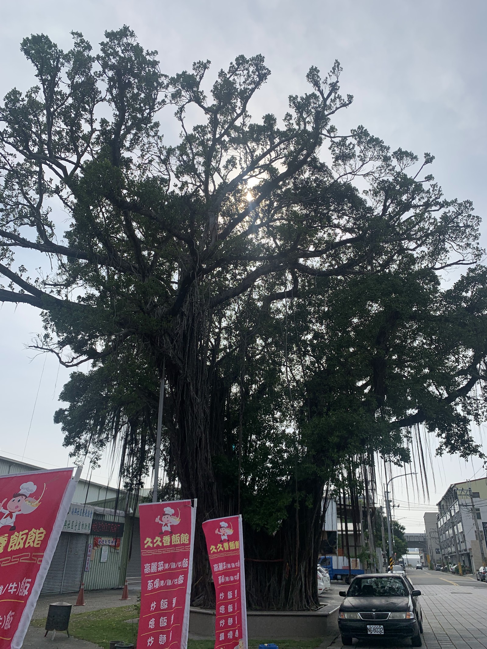 歸南百年老樹氣根垂落,仰角拍攝枝葉盤根錯節的老榕樹
