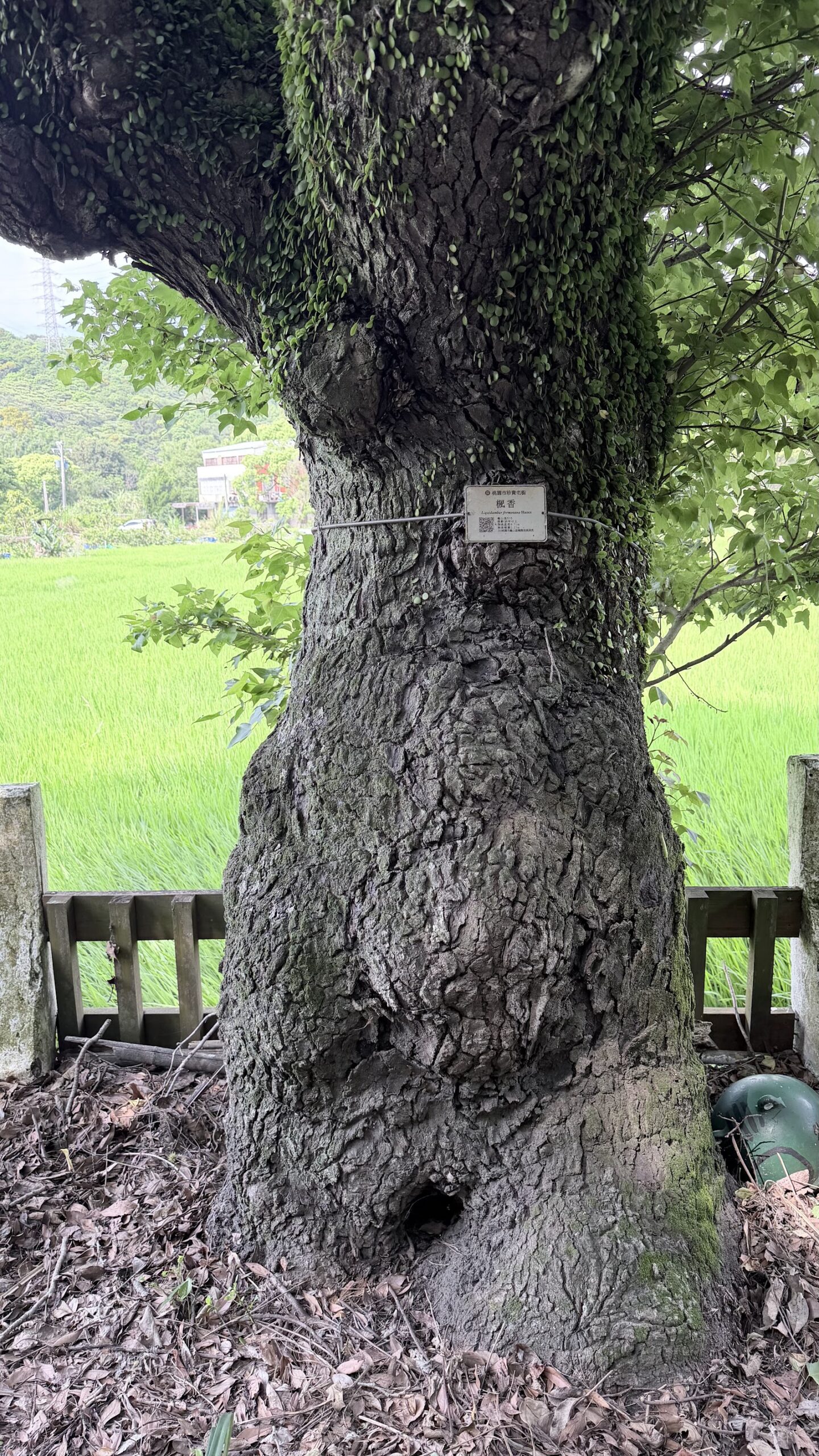 風尾街百年楓香樹幹特寫，樹上掛有樹木保護識別牌，背景綠油油稻田