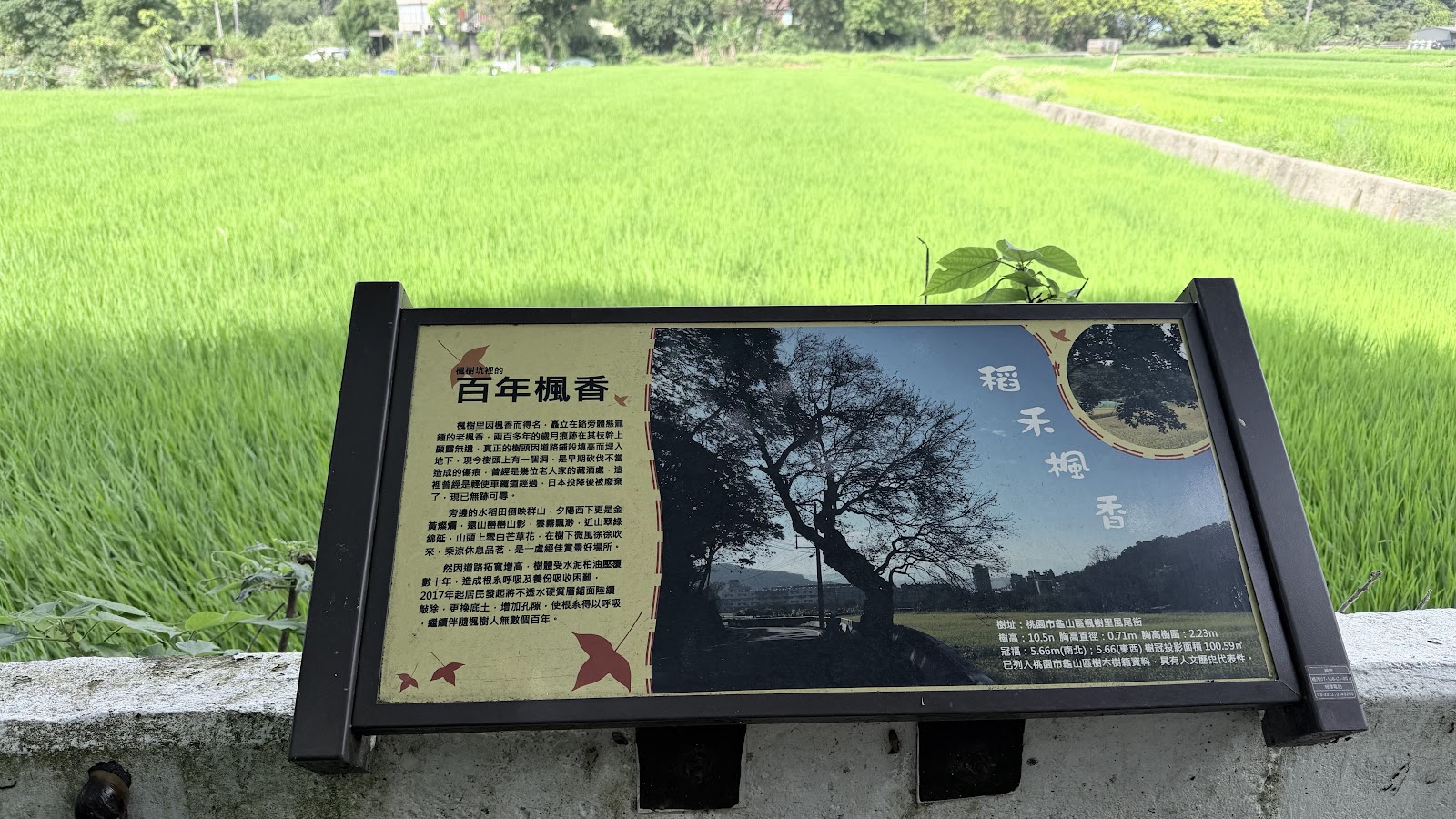 風尾街百年楓香稻禾楓香解說牌特寫,背景綠色稻浪