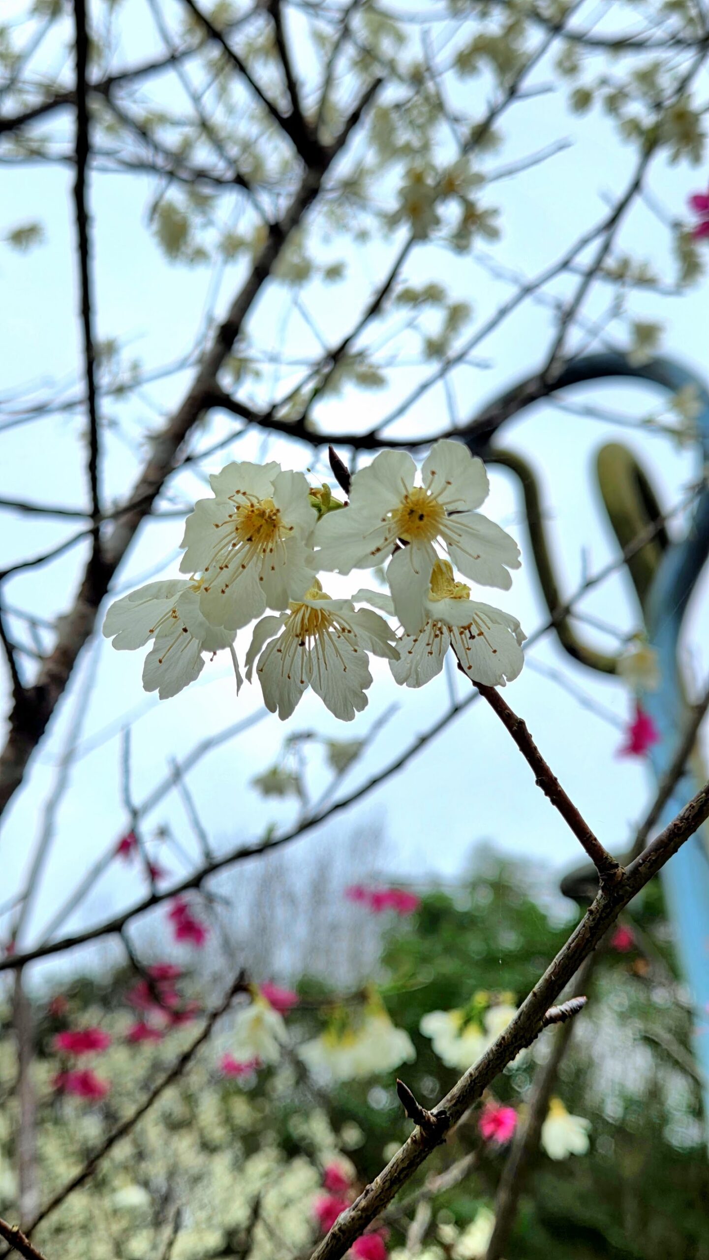 長庚養生文化村梅花公園白色梅花特寫,背景粉色花朵點綴