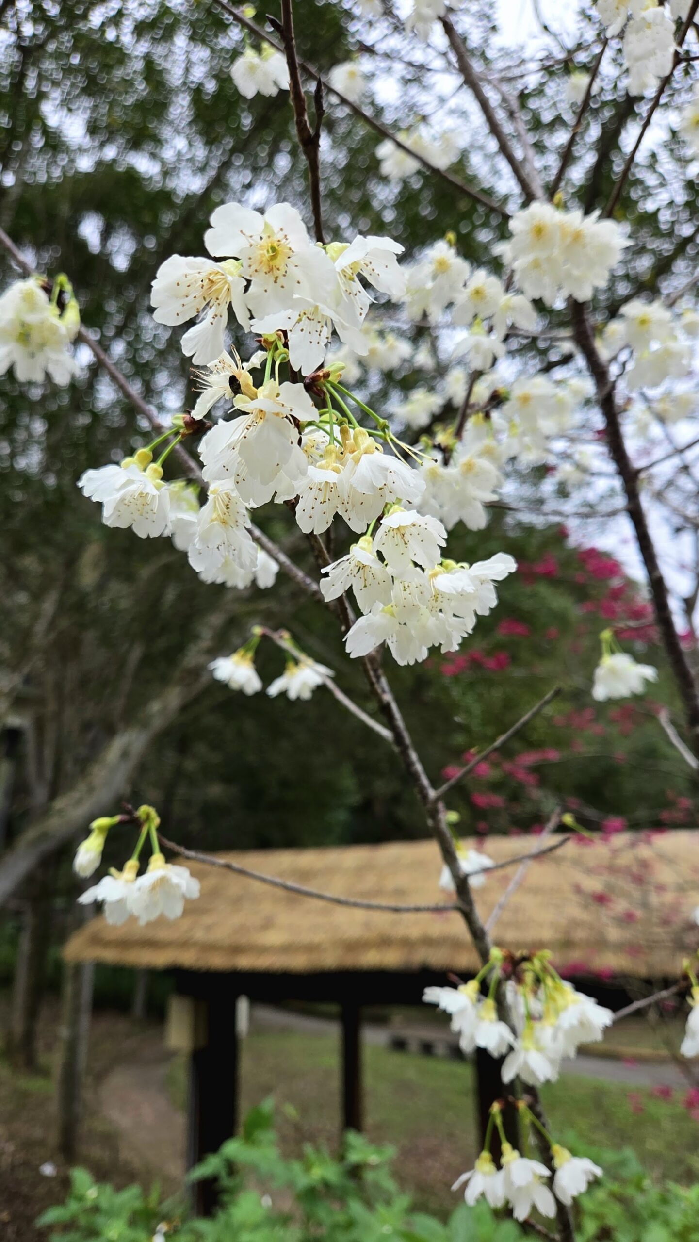 長庚養生文化村梅花公園白色櫻花枝條,背景茅草涼亭