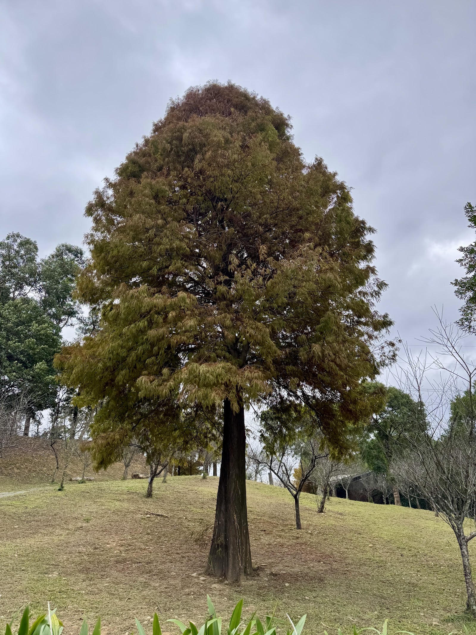 長庚養生文化村梅花公園落羽松秋色獨立佇立草坡上