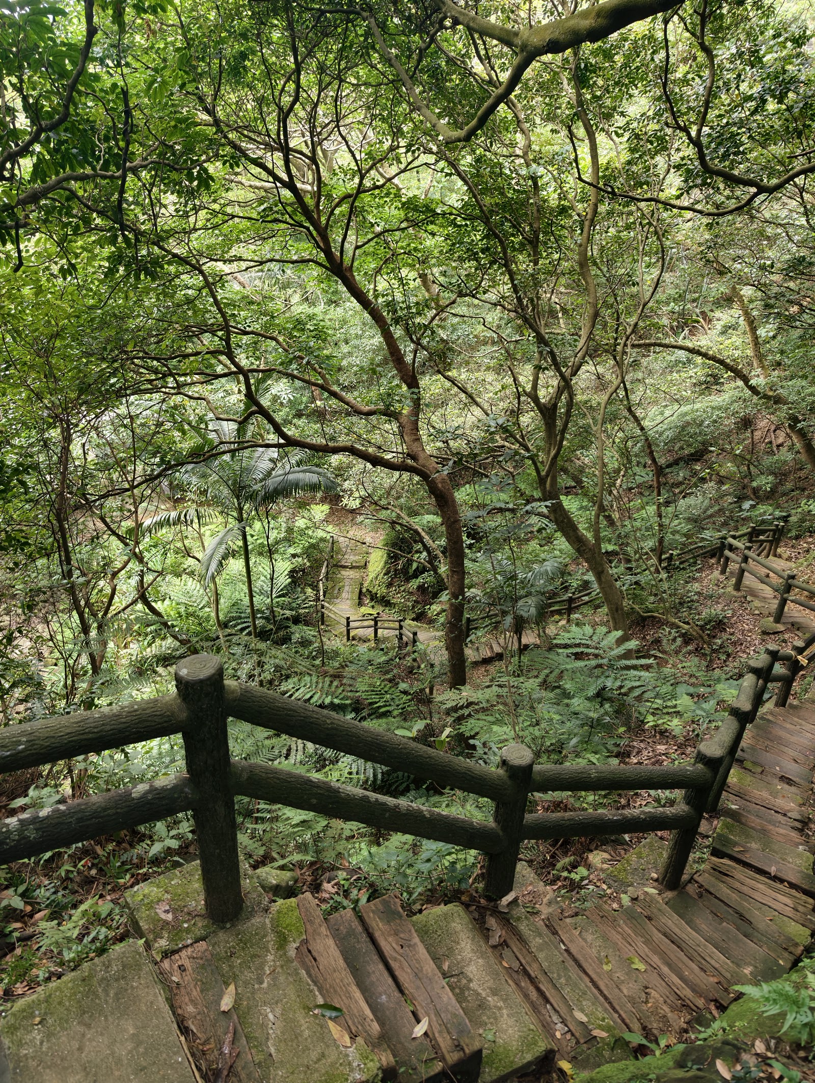 石雲森林步道木棧階梯步道,林蔭扶疏層層而下