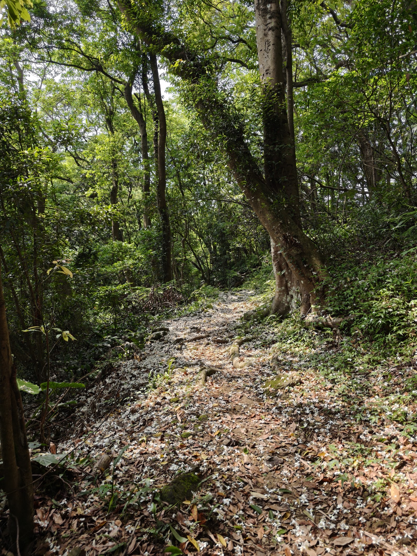 石雲森林步道林間步道灑落白色桐花,點綴紅土落葉