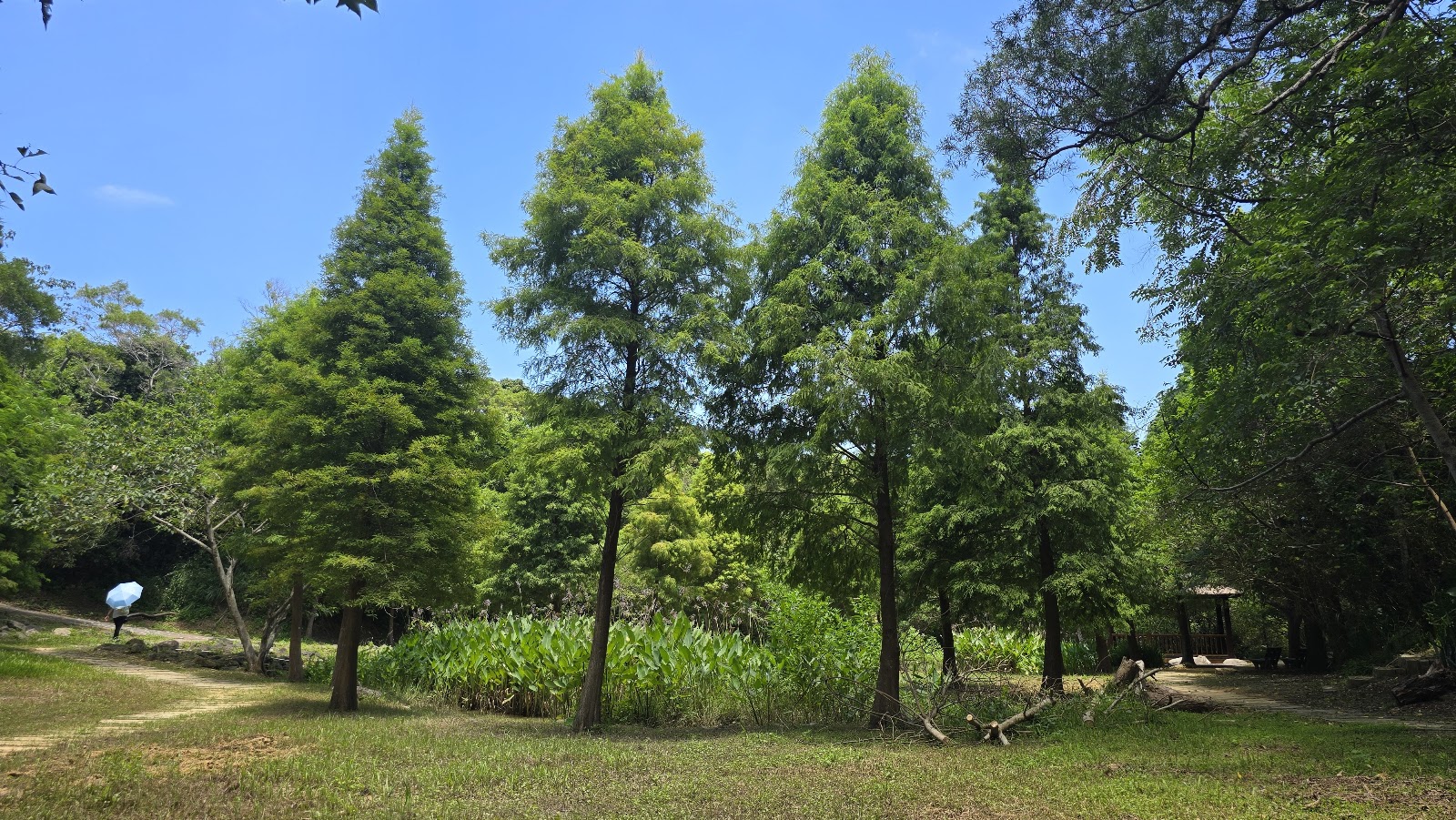 新竹香山青青草原落羽松林間步道