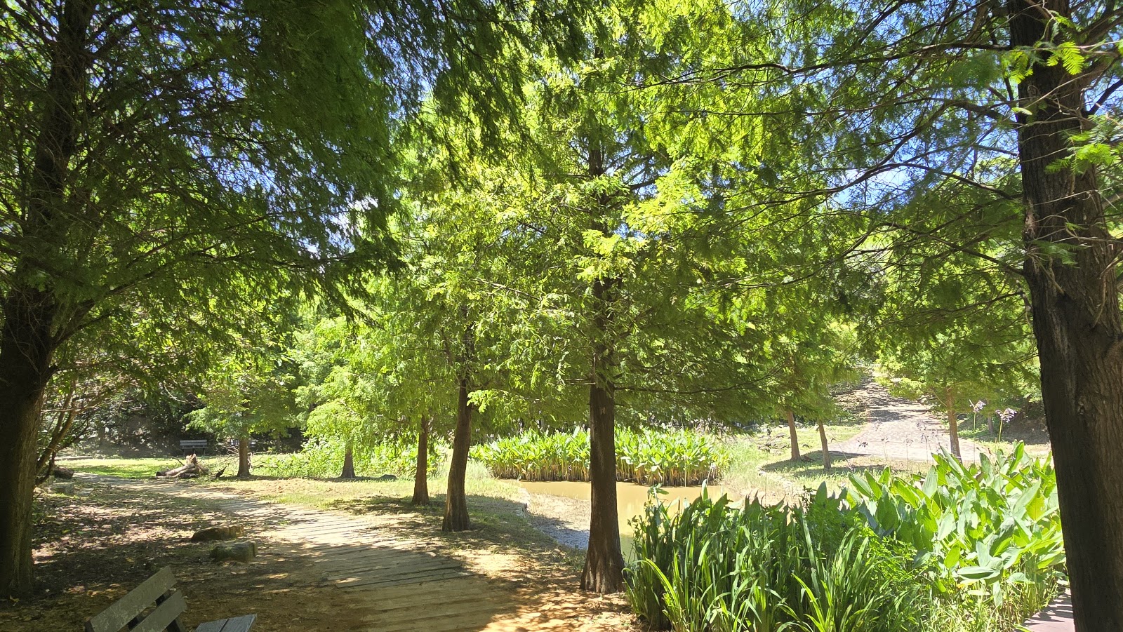 青青草原生態池畔木棧道