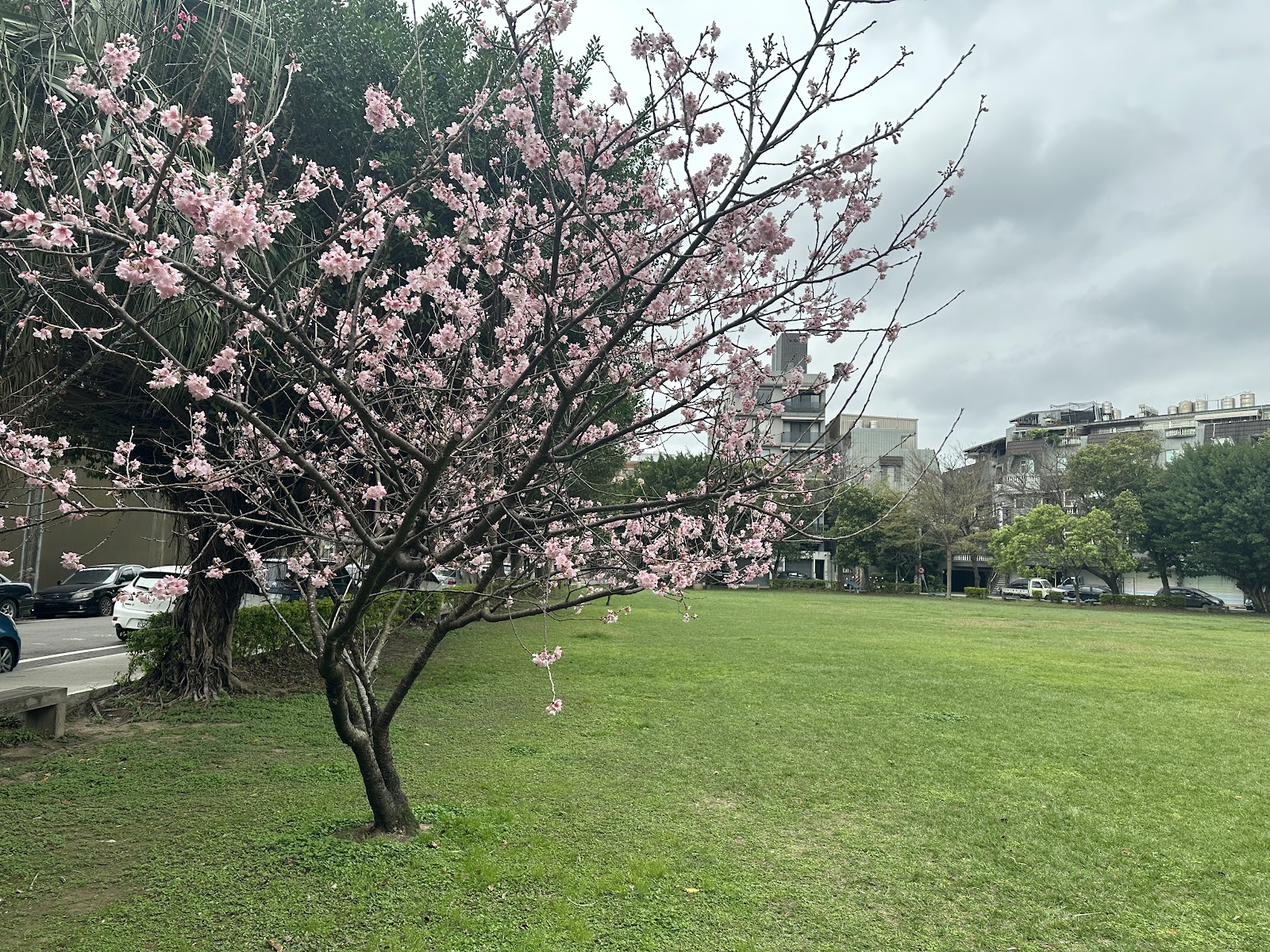 新豐公園裡的早開櫻花,粉嫩花朵為老樹成蔭的公園增添春意