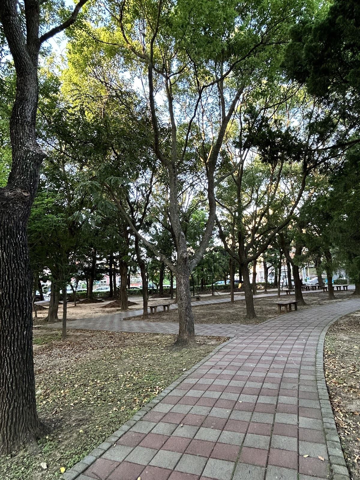 新豐公園老樹成蔭的步道,是在地人散步運動的日常風景