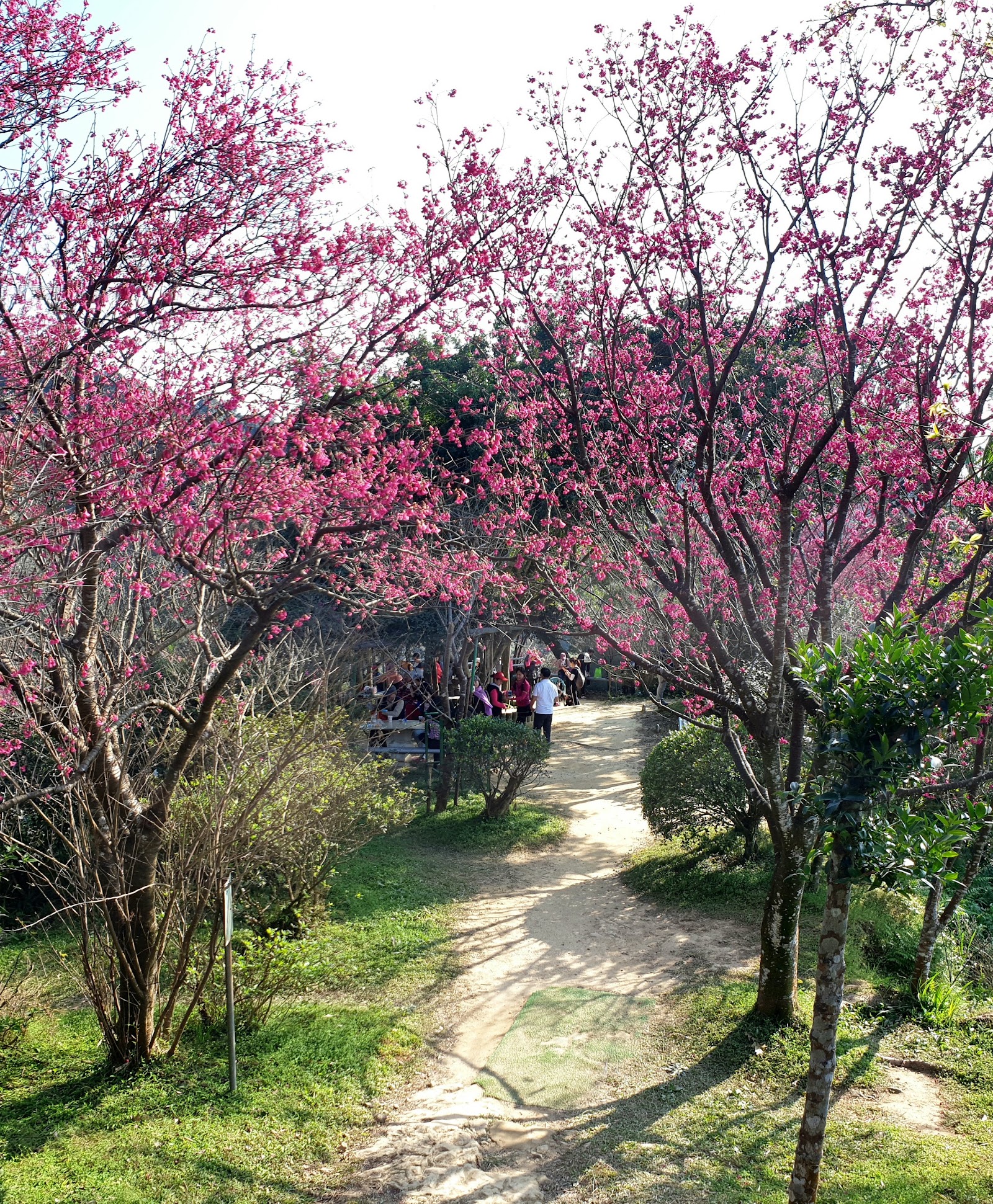 太極嶺櫻花隧道步道
