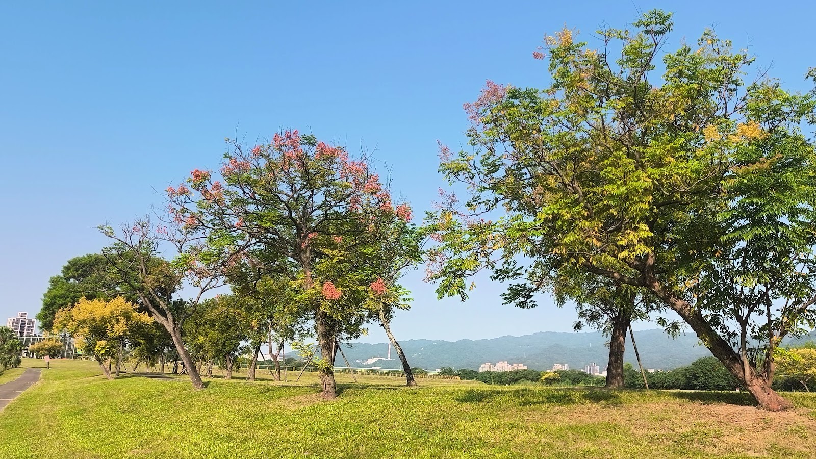 媽祖田河濱公園台灣欒樹與遠山