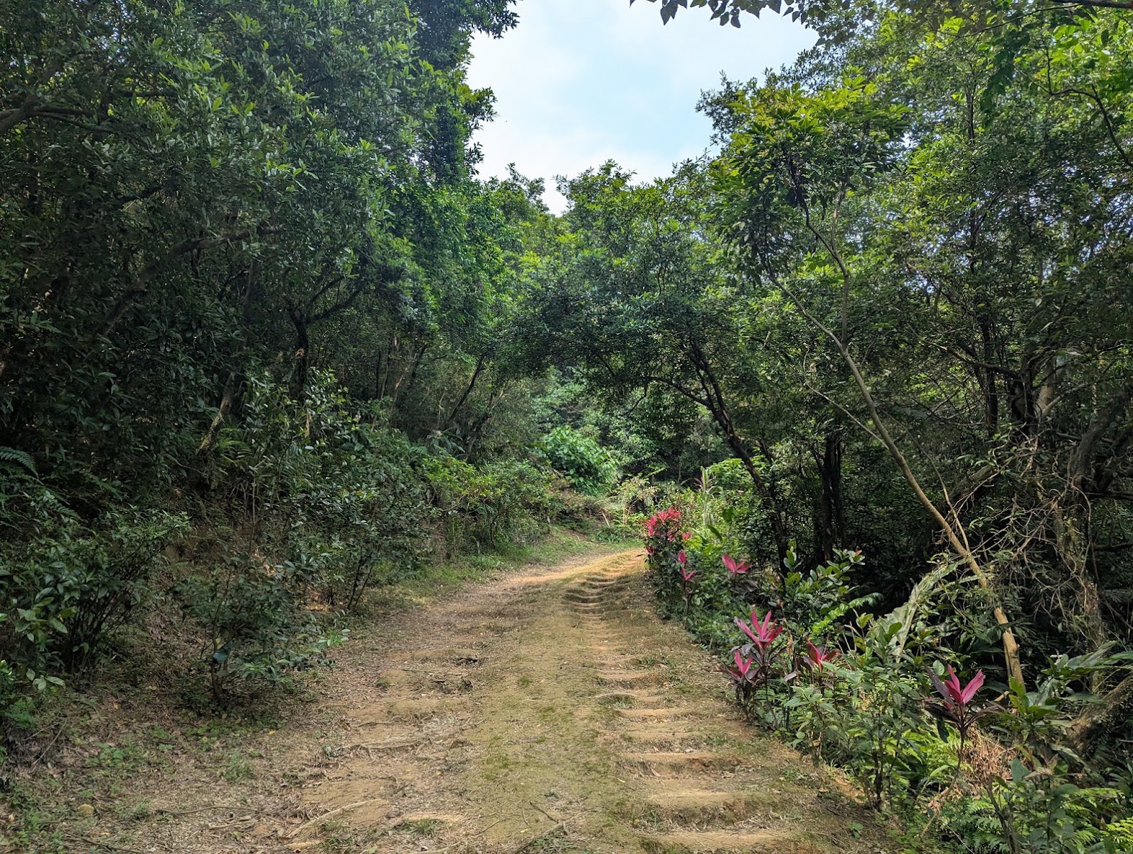 通往五坑湖的林間土徑，兩旁林蔭扶疏｜基隆中正區五坑湖