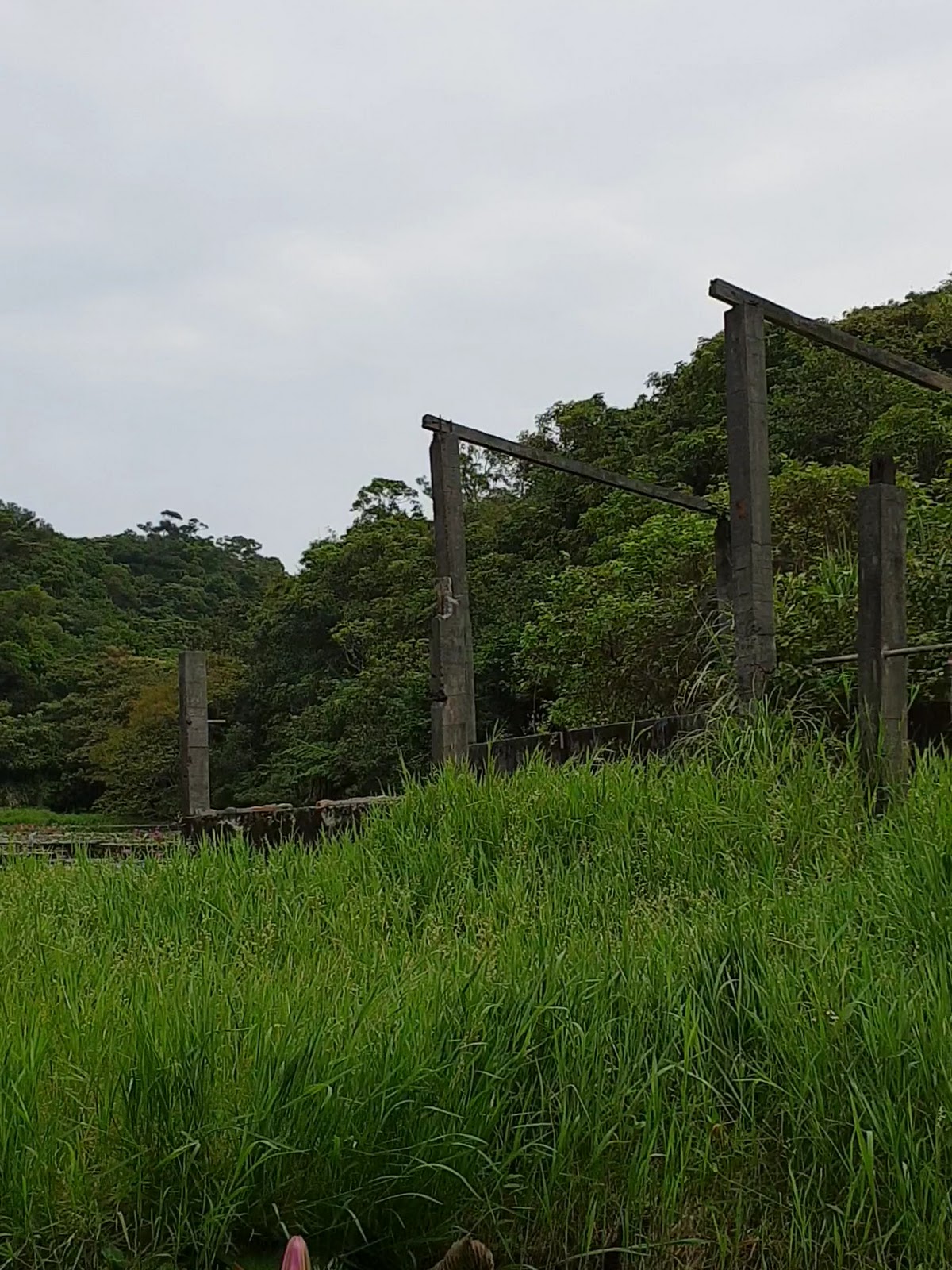 五坑湖畔長滿荷葉與野薑花，後方可見廢棄木棧道遺跡｜基隆中正區五坑湖