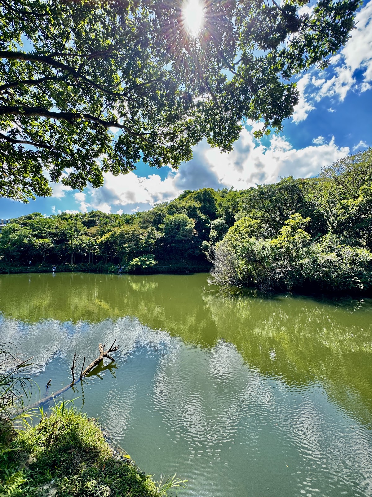 樹蔭下望向茵夢湖，陽光透過枝葉灑落湖面｜基隆信義區茵夢湖