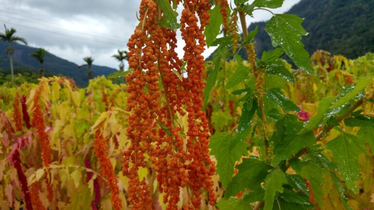 台東金峰鄉賓茂紅藜田區紅藜穗近拍