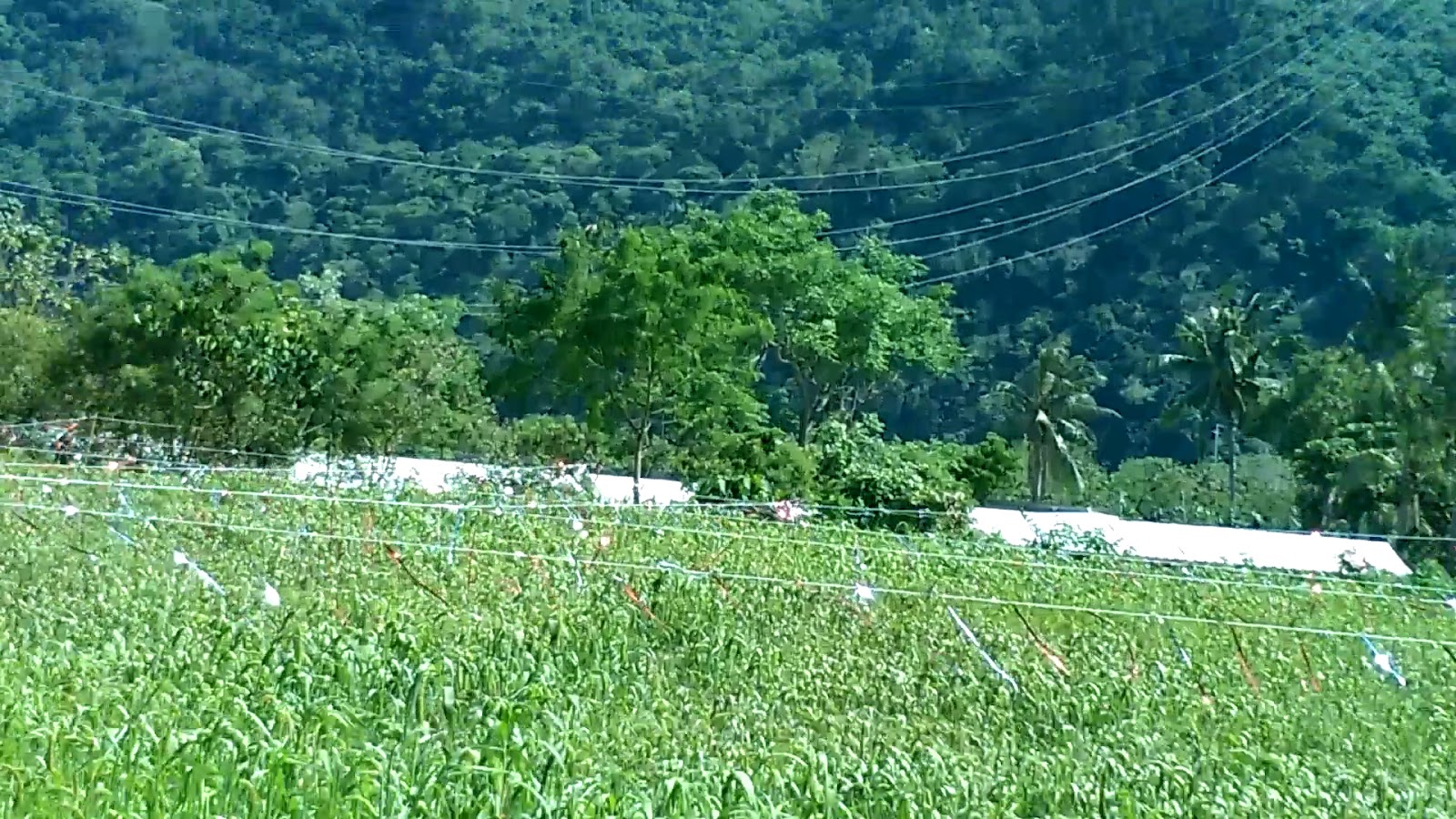 台東金峰鄉賓茂紅藜田區遠景與山巒
