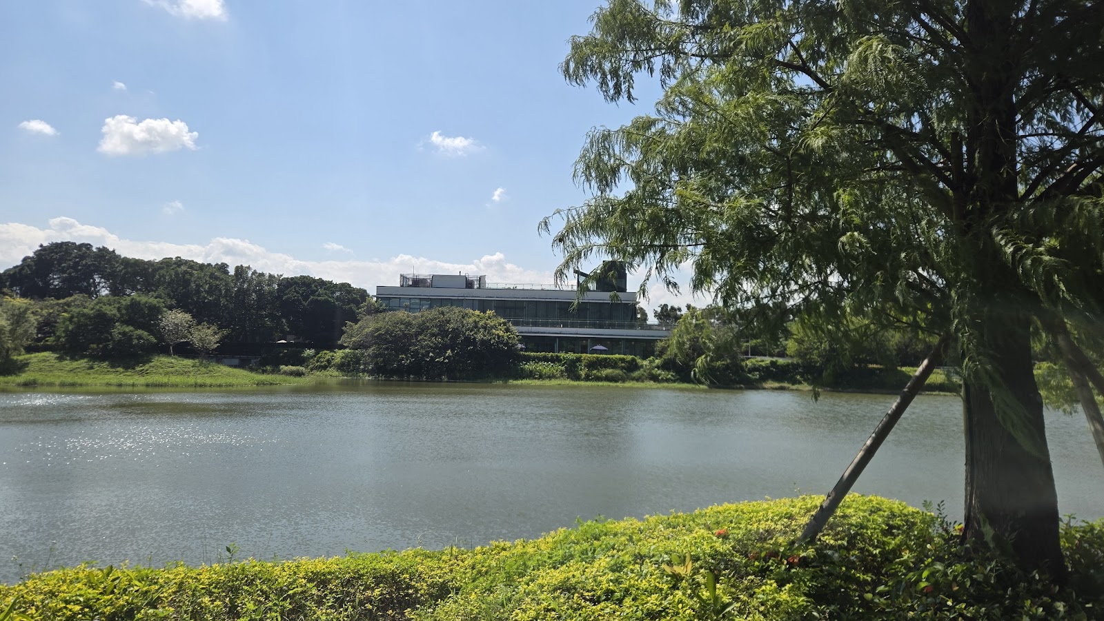 經國七海文化園區湖畔落羽松與展覽館建築