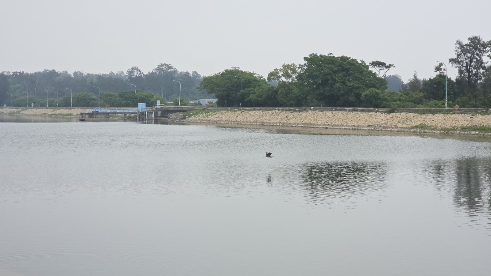 太湖遊憩區湖景 金門賞鳥秘境