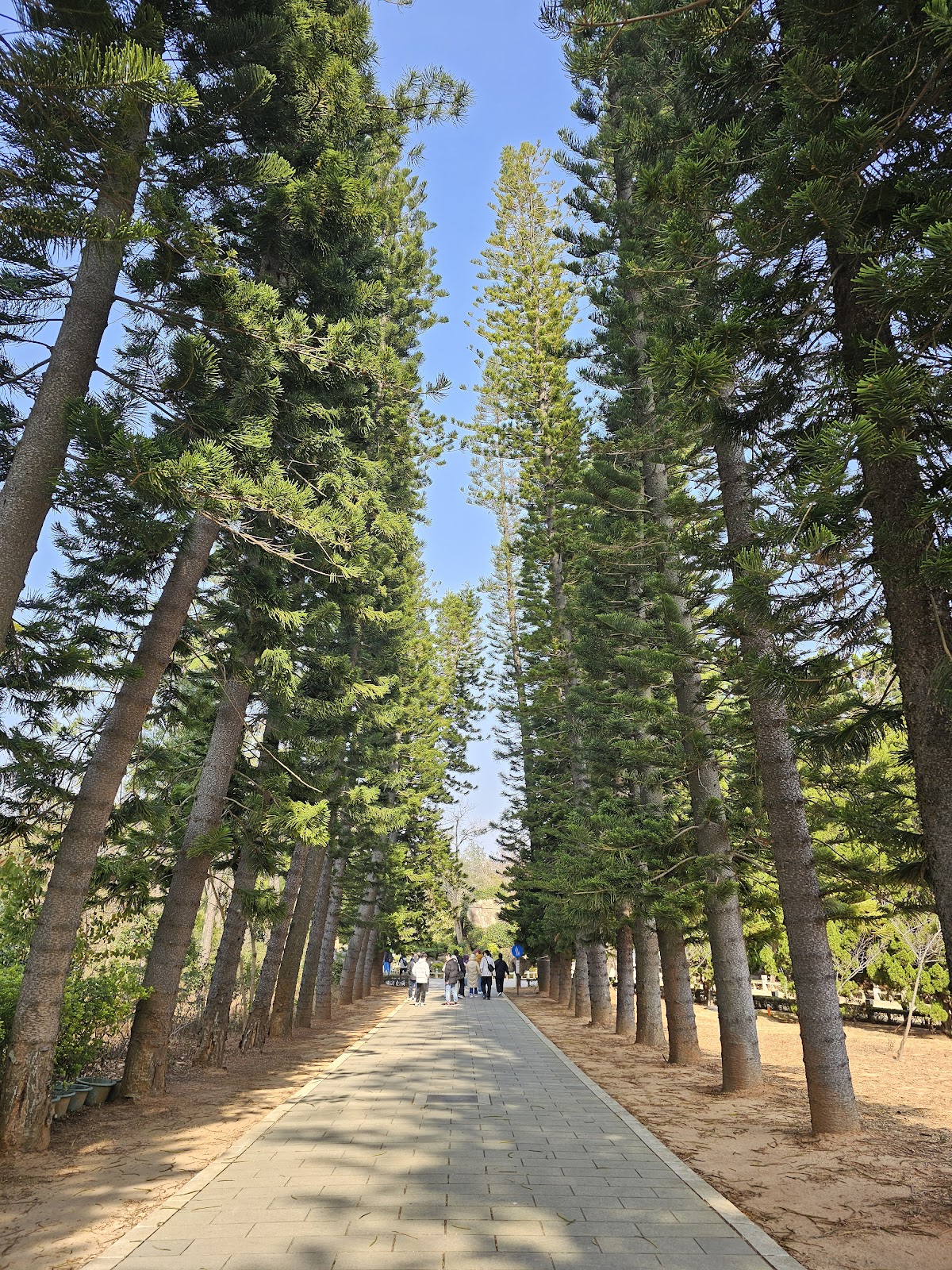 中山紀念林筆直松樹林蔭步道