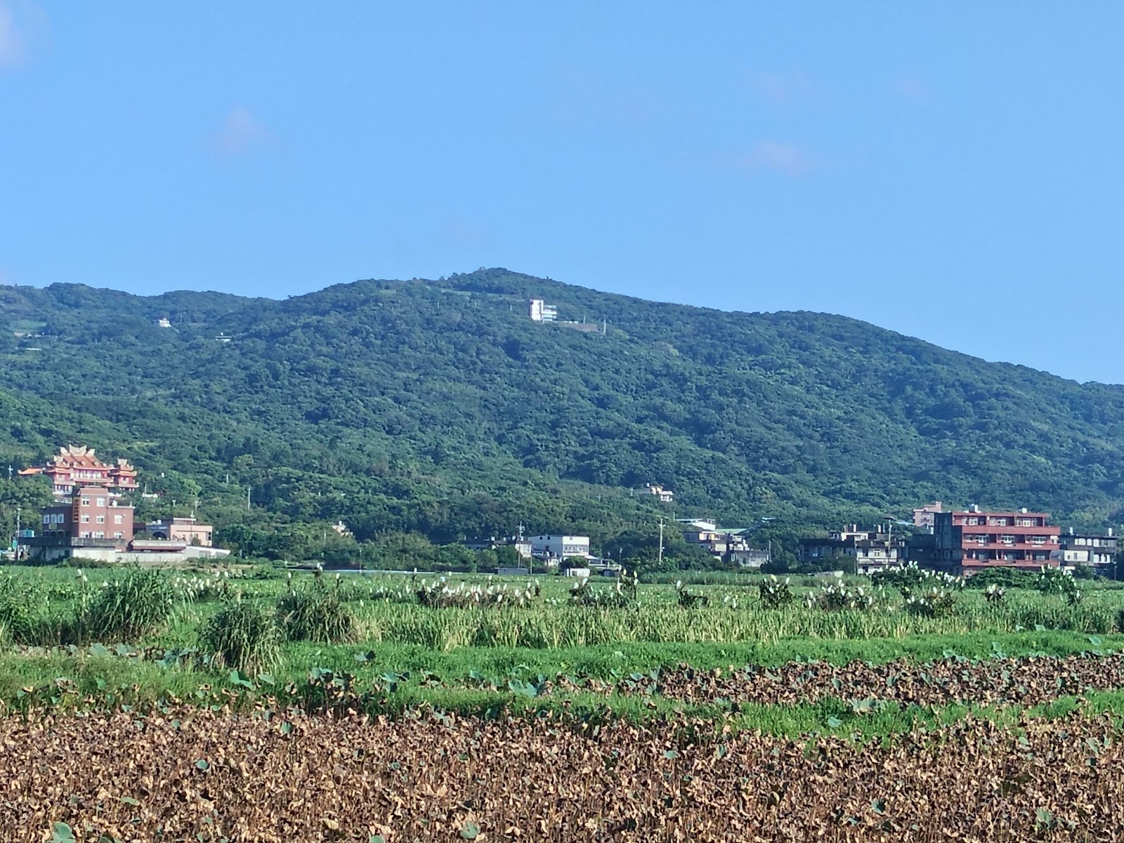 金山清水濕地田野白鷺遠景