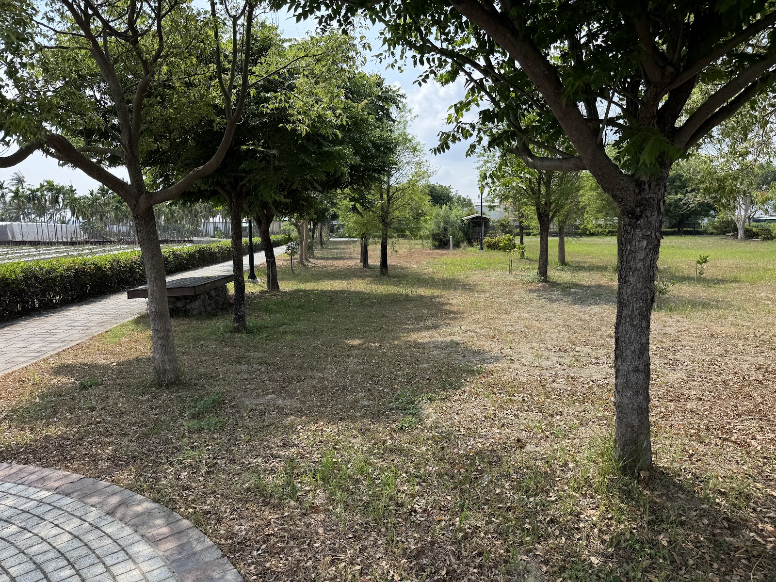 林蔭步道旁的石椅,落葉灑在草地上,愜意安靜