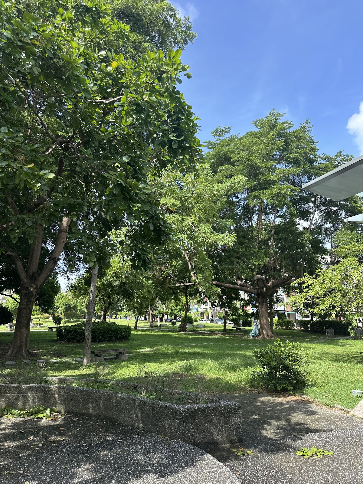 五塊厝公園綠蔭草坪與大樹涼亭在藍天下顯得清爽