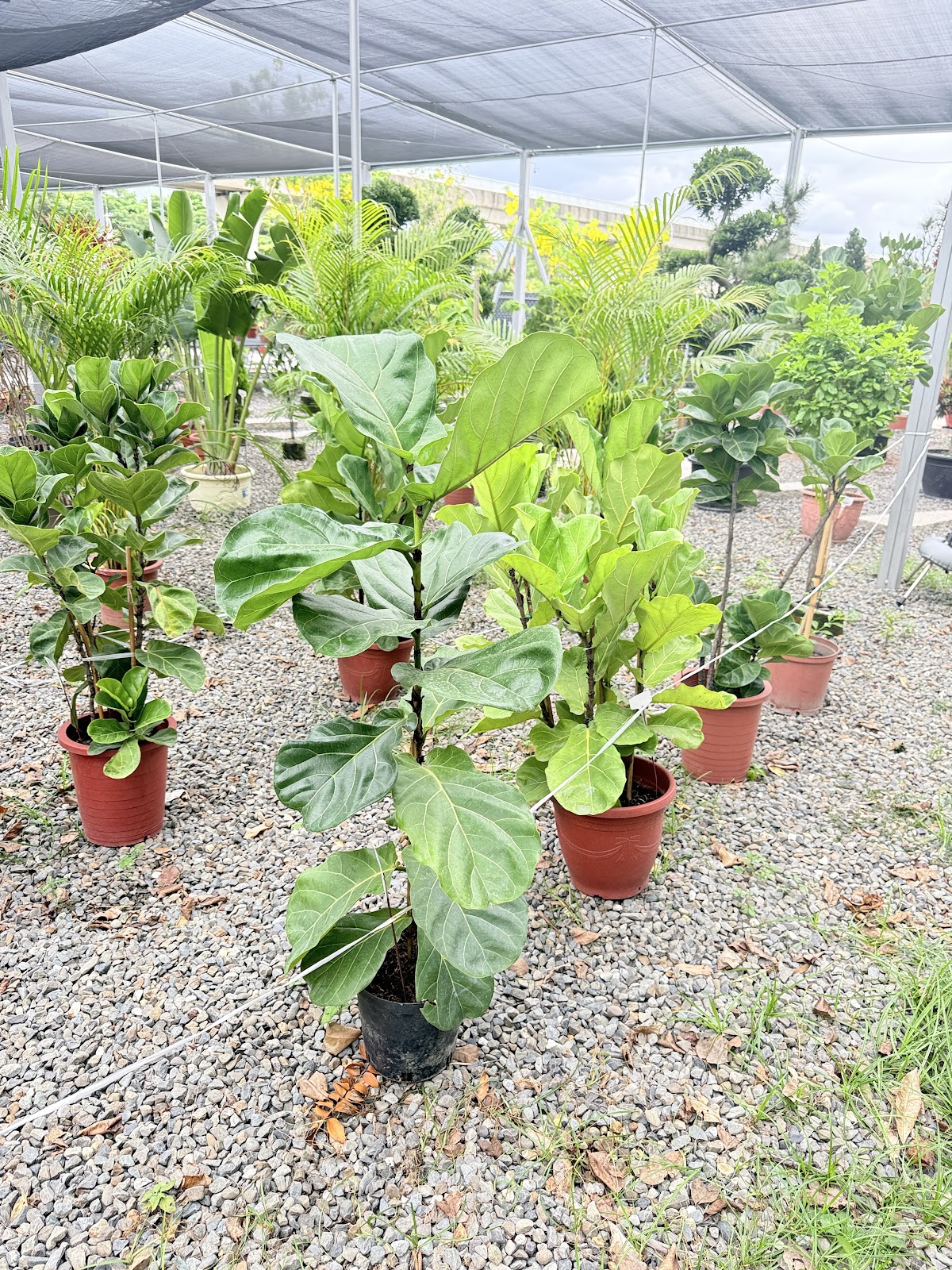 橋頭休閒花市店內植栽陳列