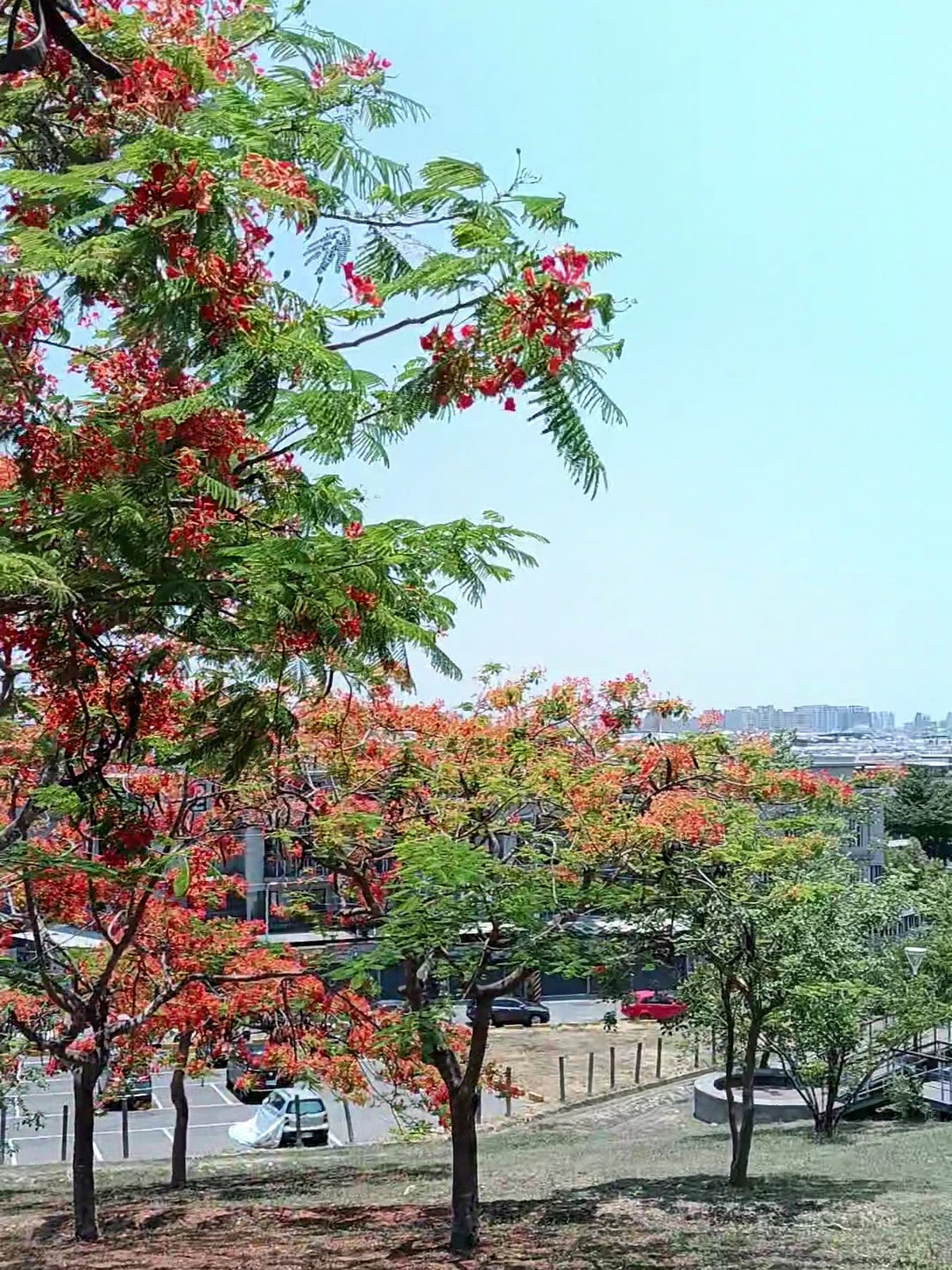 孔宅綠園鳳凰木開滿火紅花朵映著藍天