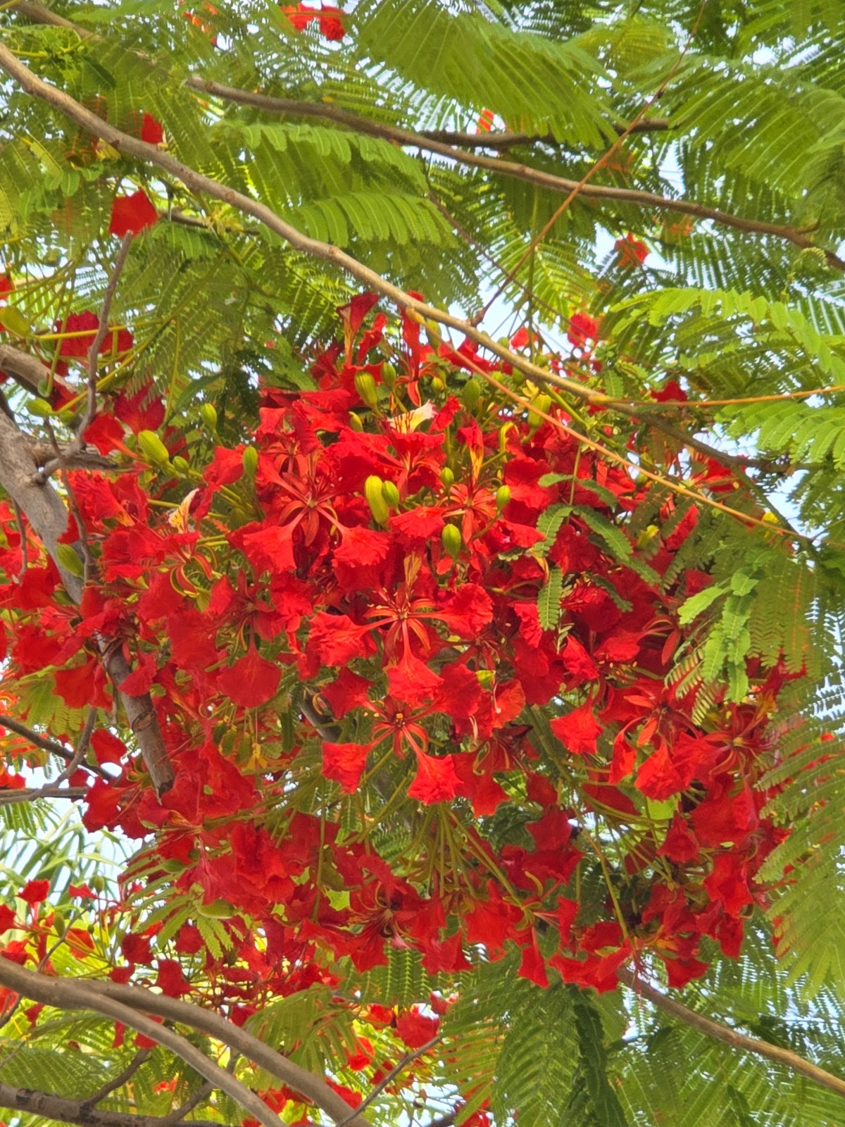 坪鳳公園鳳凰花開滿樹艷紅陽光灑落
