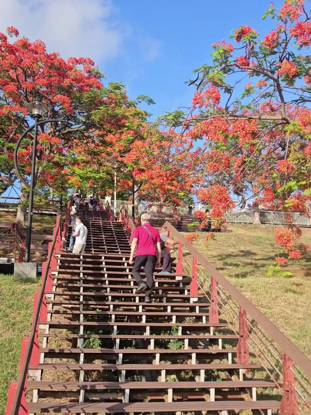 坪鳳公園遊客沿觀景階梯拾級而上兩側鳳凰花夾道