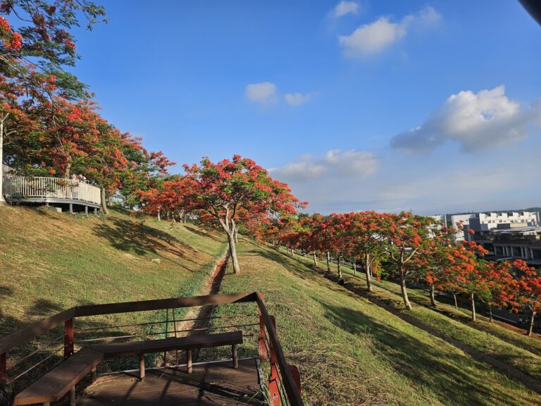 坪鳳公園觀景台俯瞰整片鳳凰花海遠方高雄市區