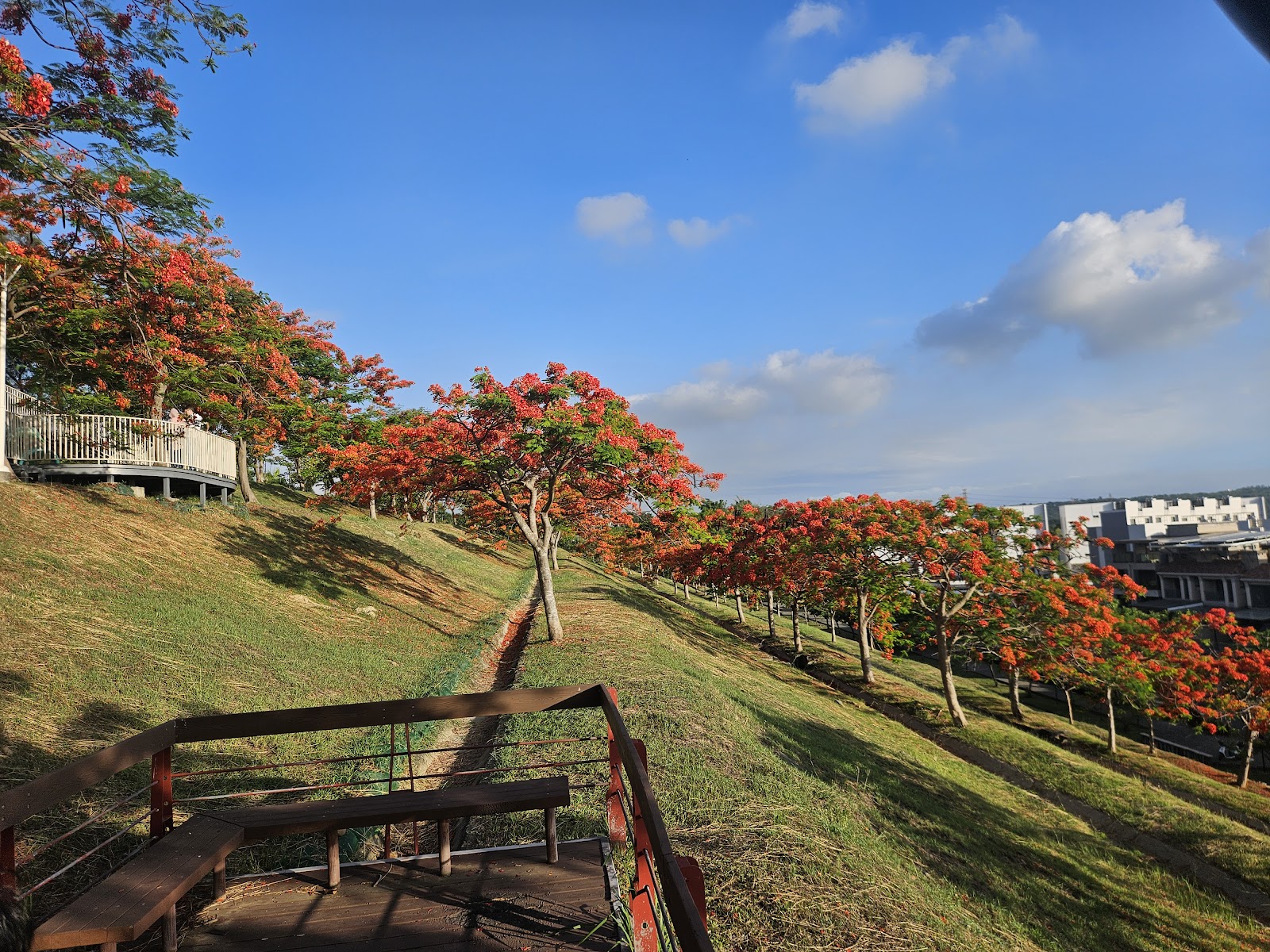 坪鳳公園觀景台俯瞰整片鳳凰花海遠方高雄市區