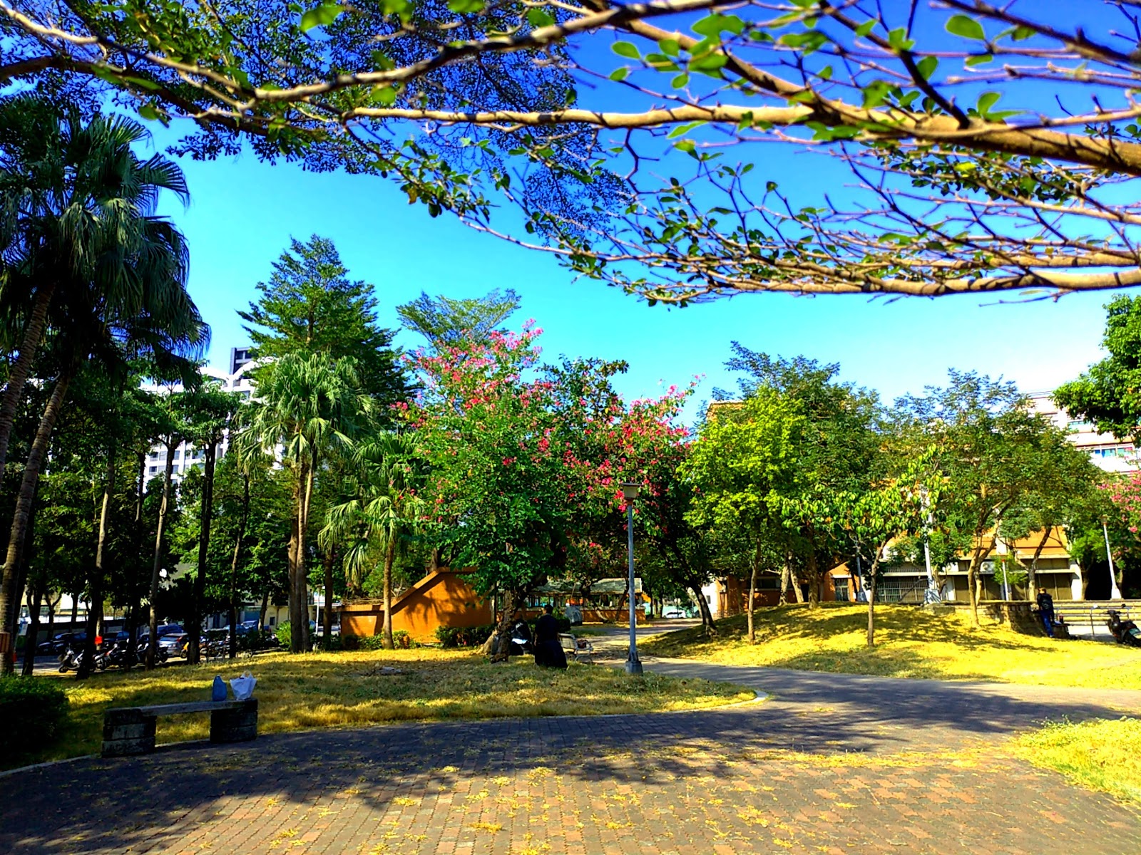 小港一號公園綠蔭步道,鳳凰花樹與椰子樹相映