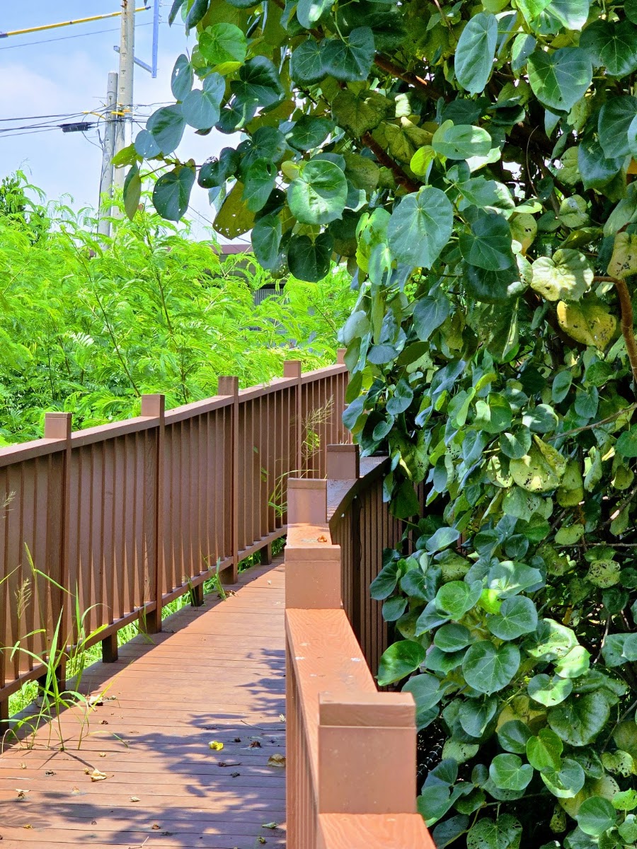 永新灣木棧道旁爬滿藤蔓的綠色植栽