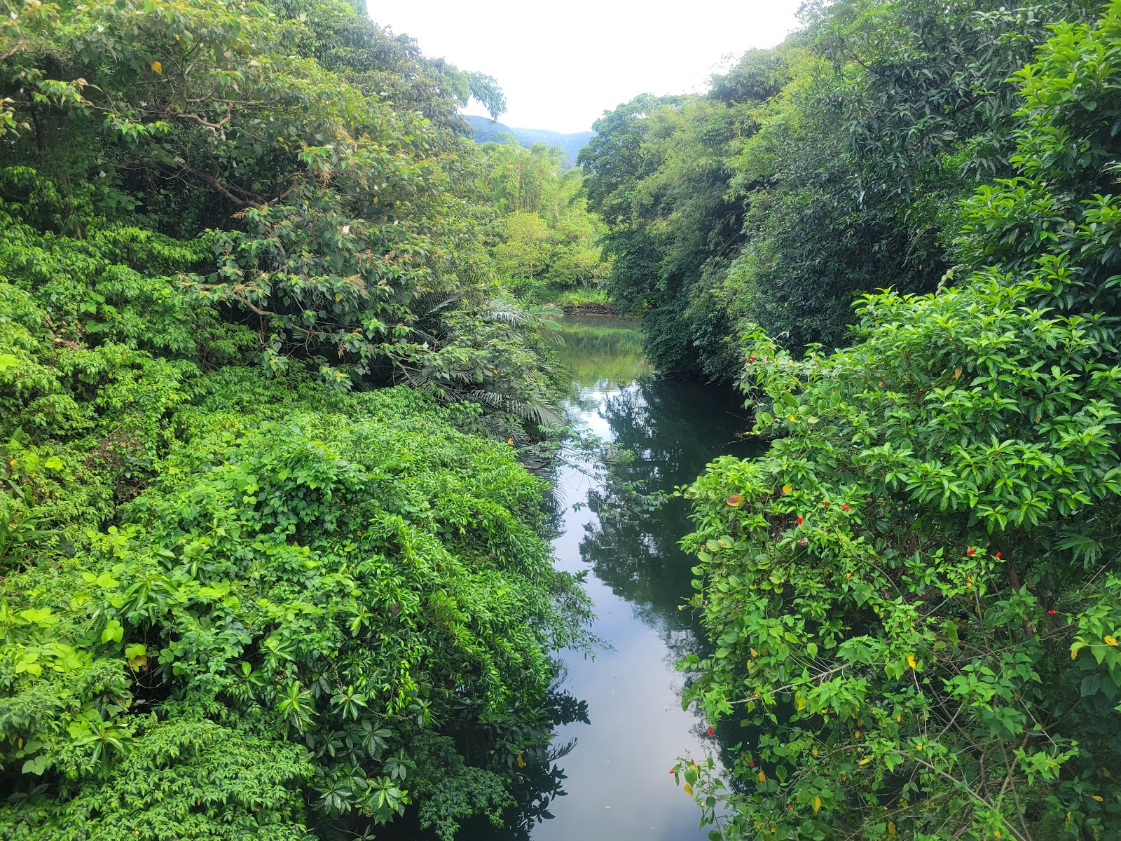 暖暖親水公園溪谷碧綠溪水與兩岸林蔭