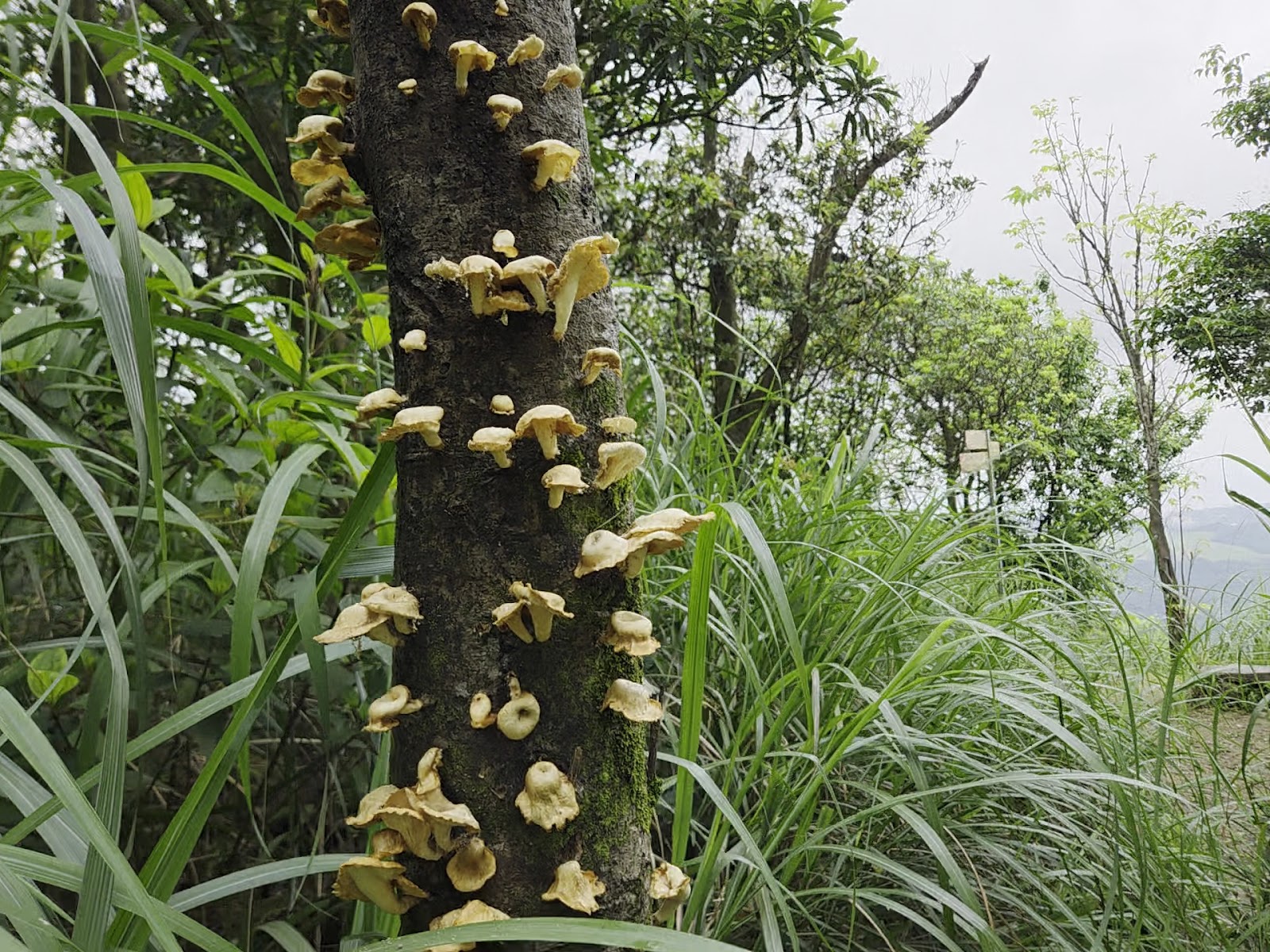 碇內尖砲台步道樹幹野生菇類群聚