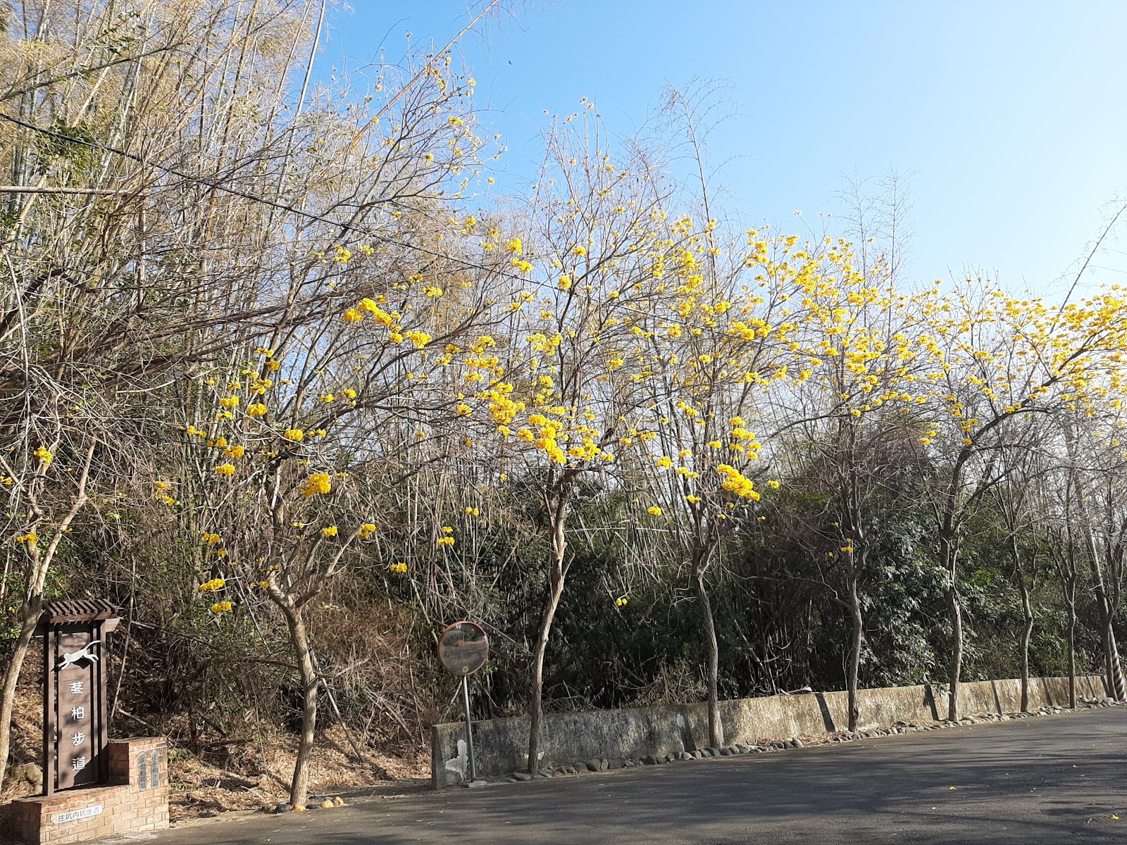 坑內坑森林步道黃花風鈴木