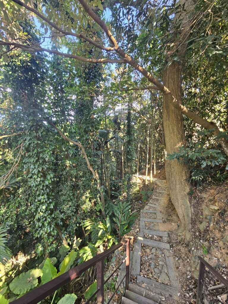 坑內坑森林步道林間木棧階梯