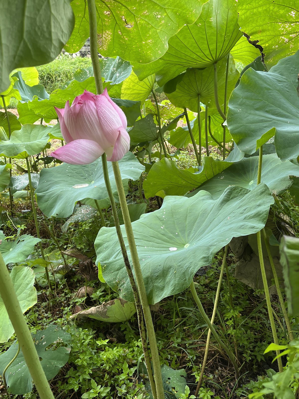 尚義環保公園荷花池粉荷含苞待放