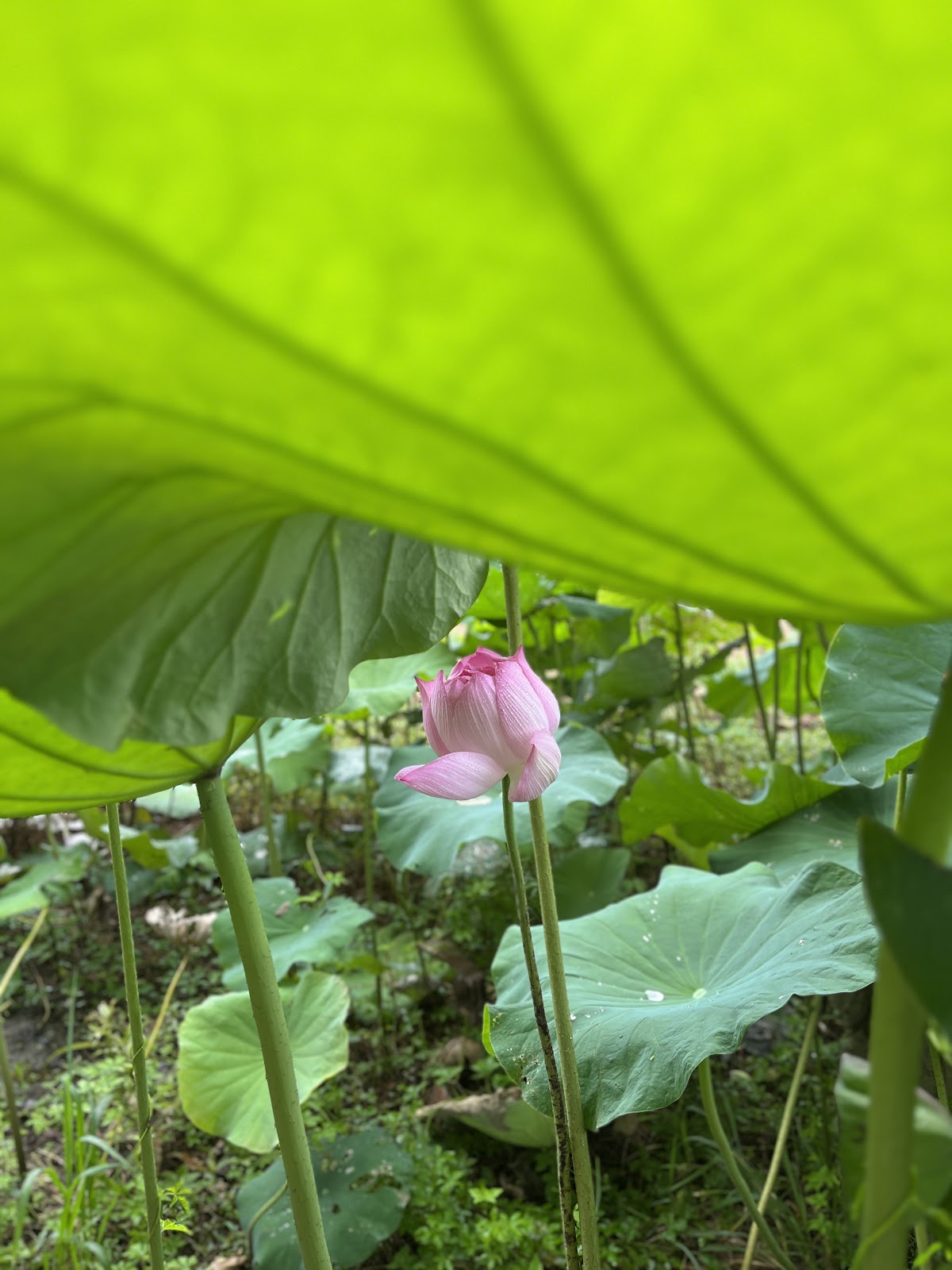 尚義環保公園荷葉下粉色荷花特寫