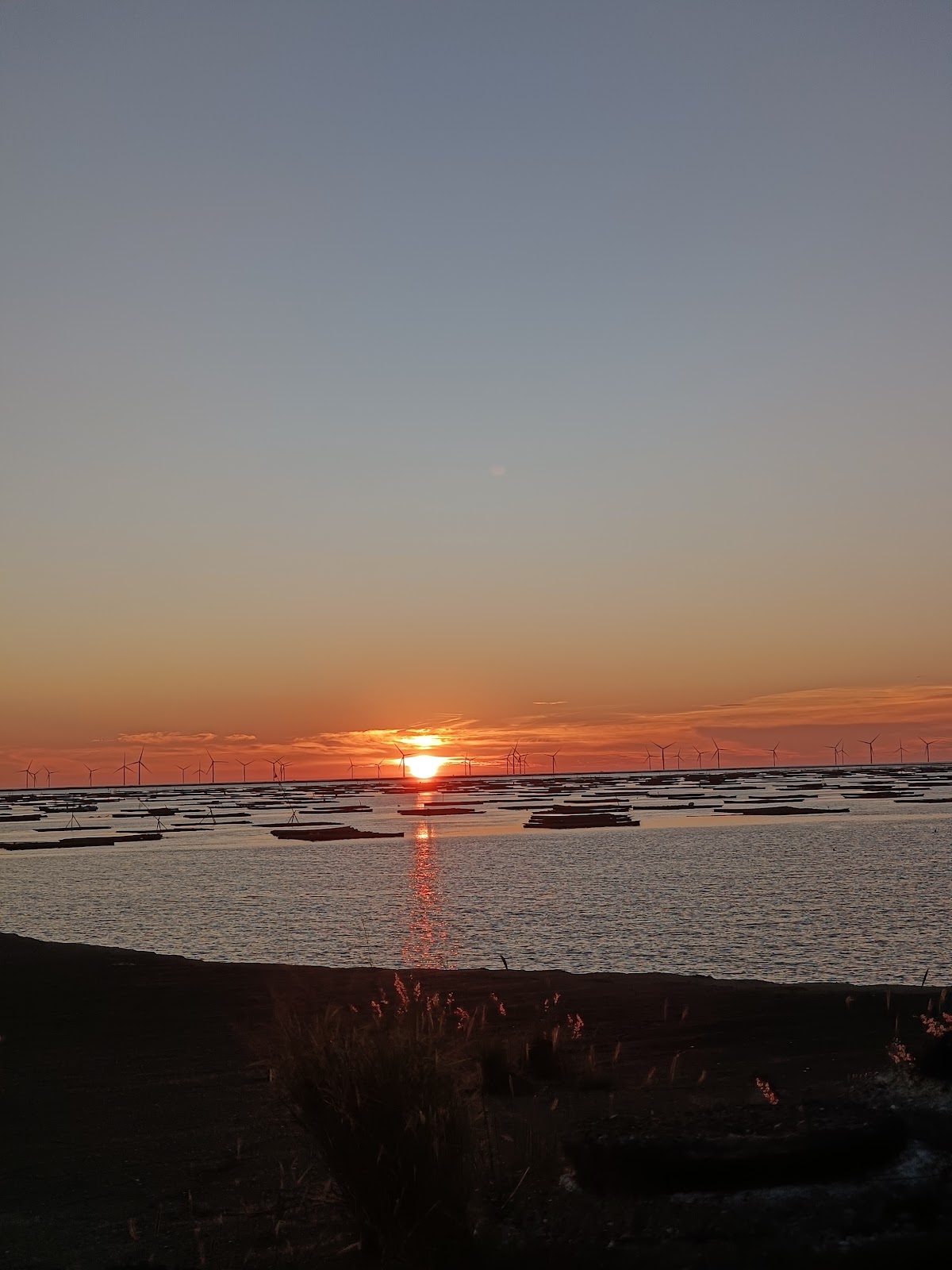 口湖臨海園-草澤剪影前景下的金黃夕照,海面上蚵棚與風