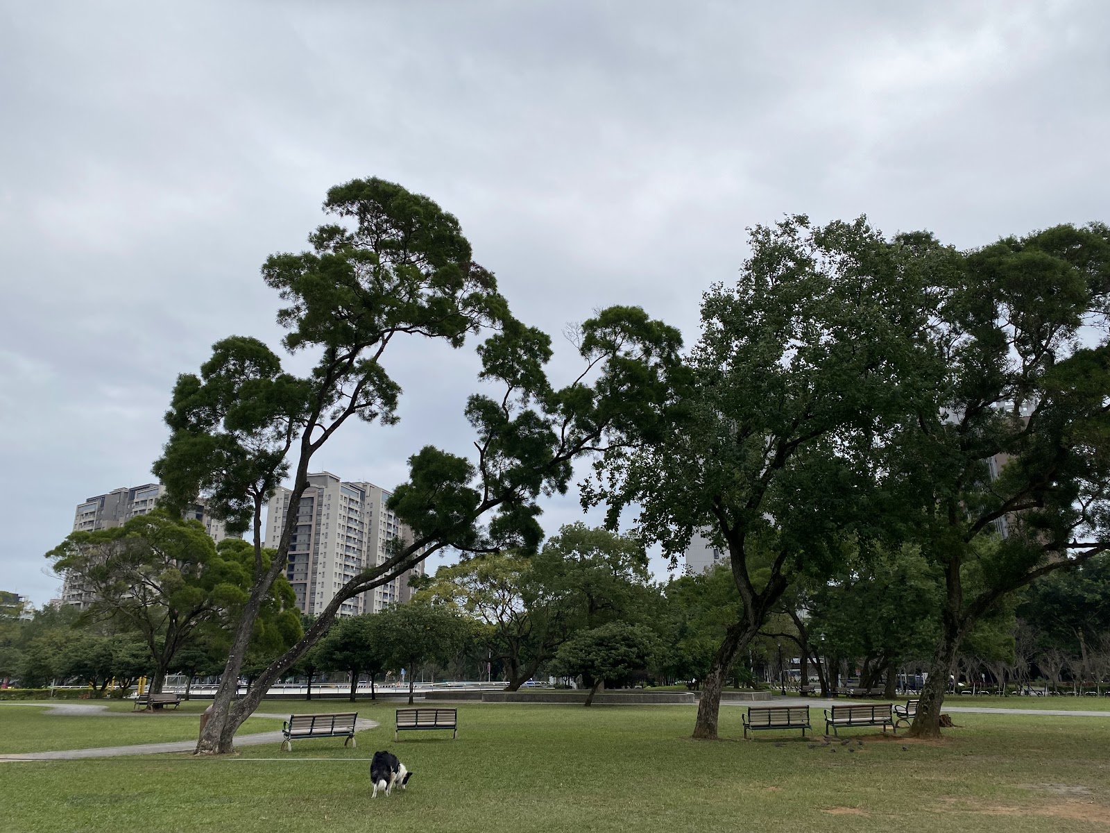 林口社區運動公園白天林蔭長椅